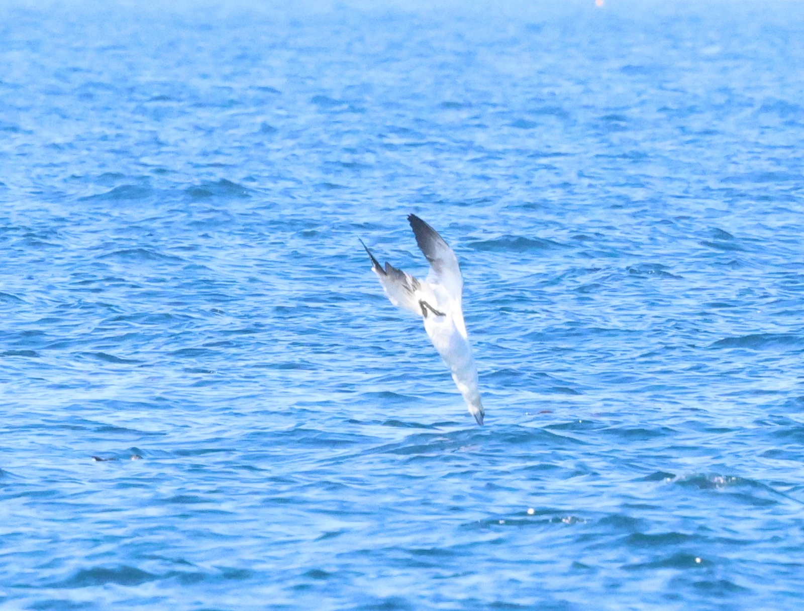 Gannet diving, Falmouth, Cornwal, UK — photo by Adam Prugel-Bennett