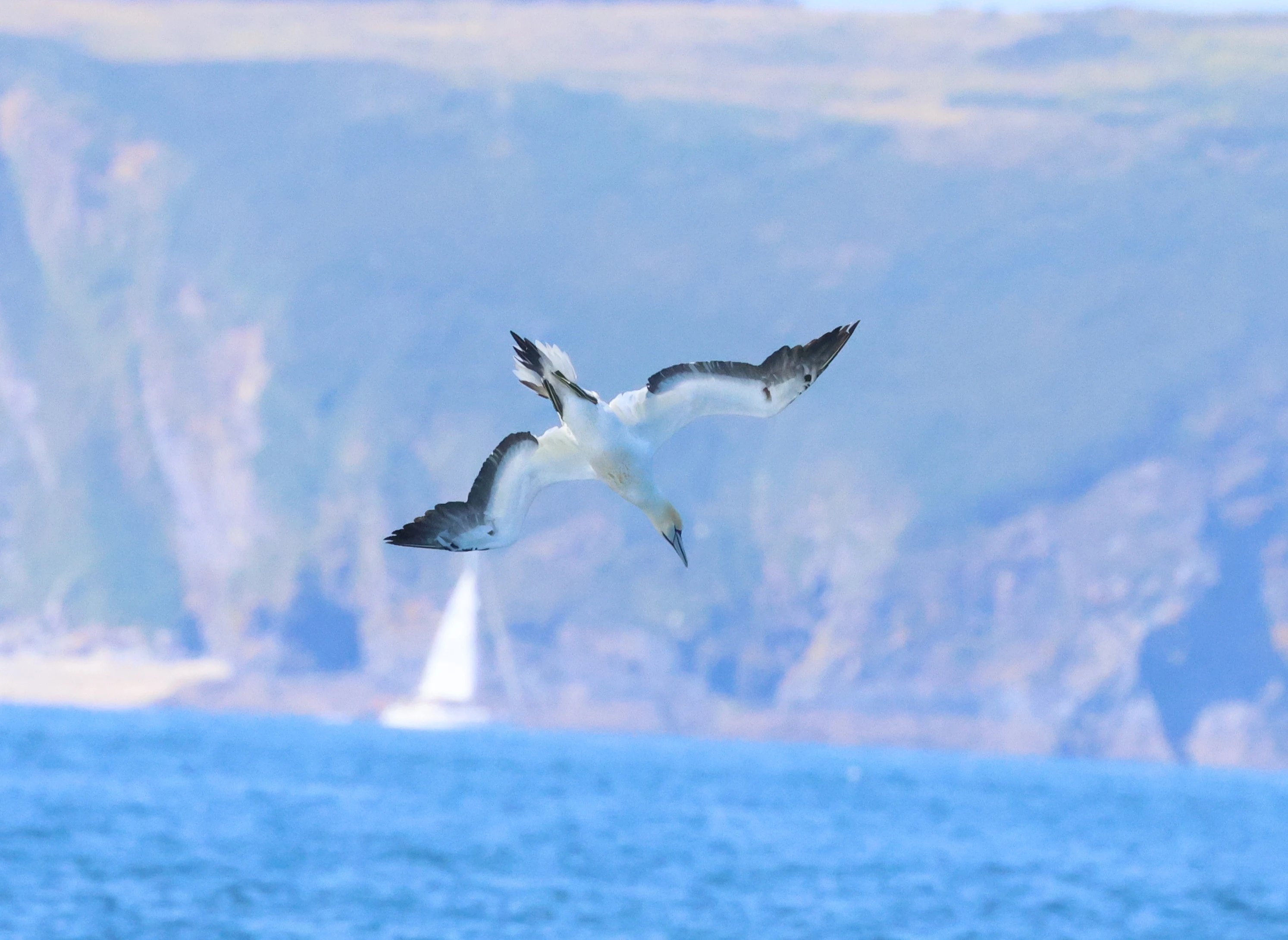 Gannet diving, Falmouth, Cornwal, UK — photo by Adam Prugel-Bennett