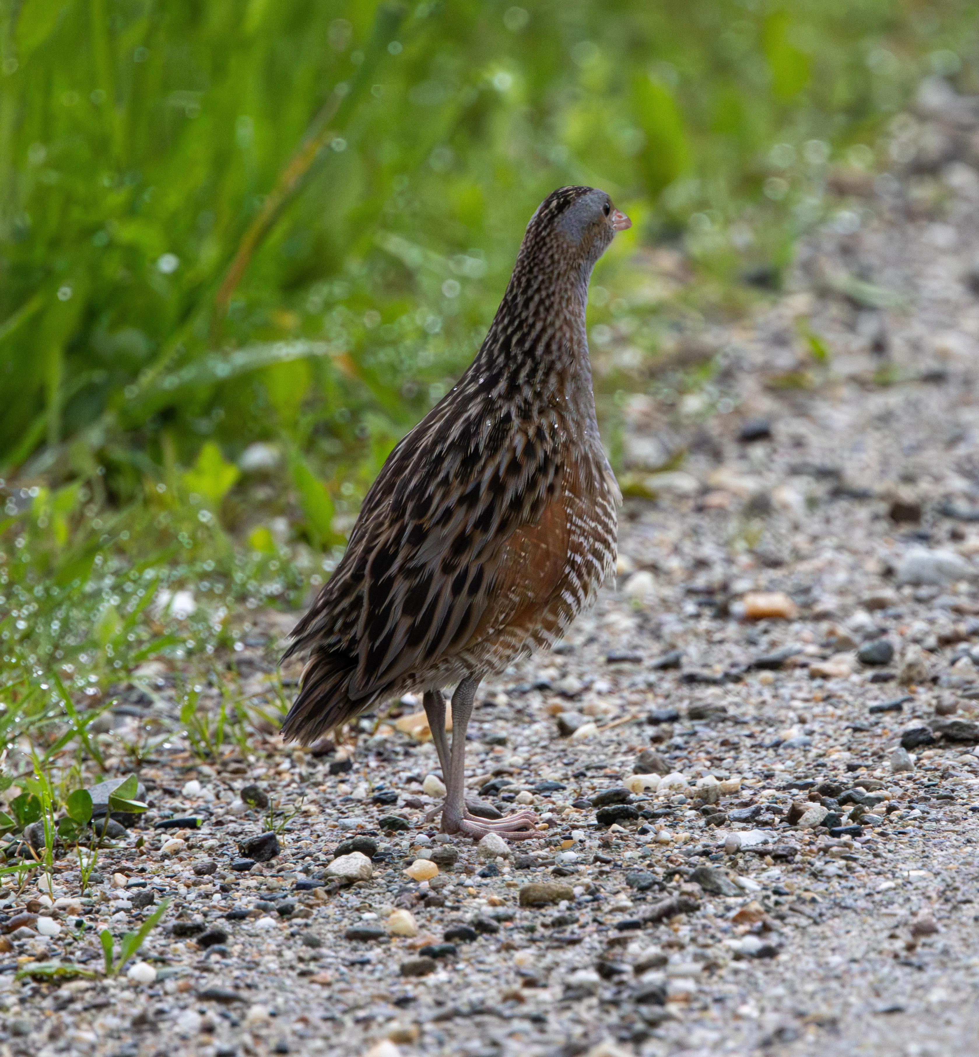 Corncrake — photo by Adam Prugel-Bennett