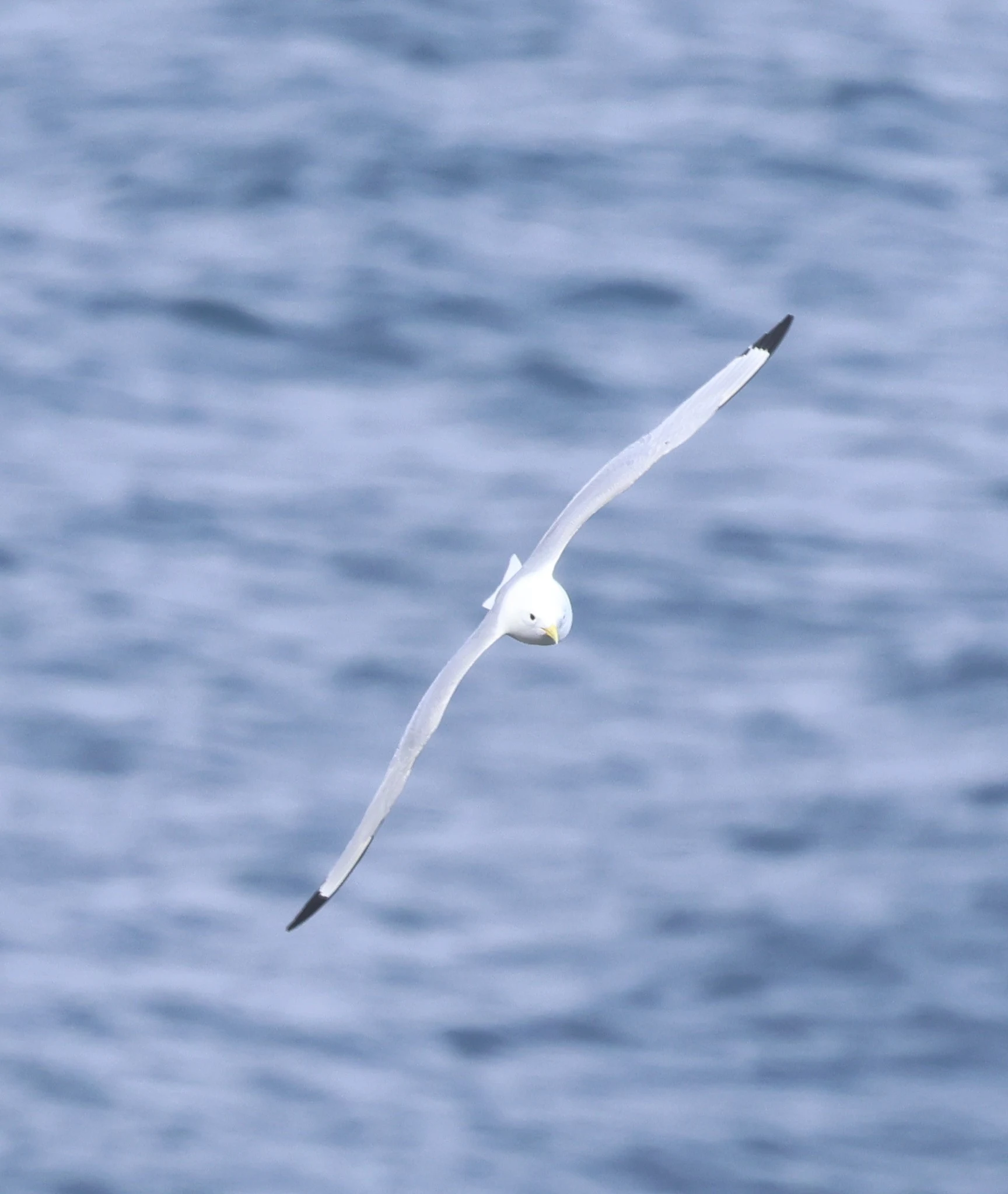 Northern Fulmar, Westtray Orkney, Orkney, UK — photo by Adam Prugel-Bennett
