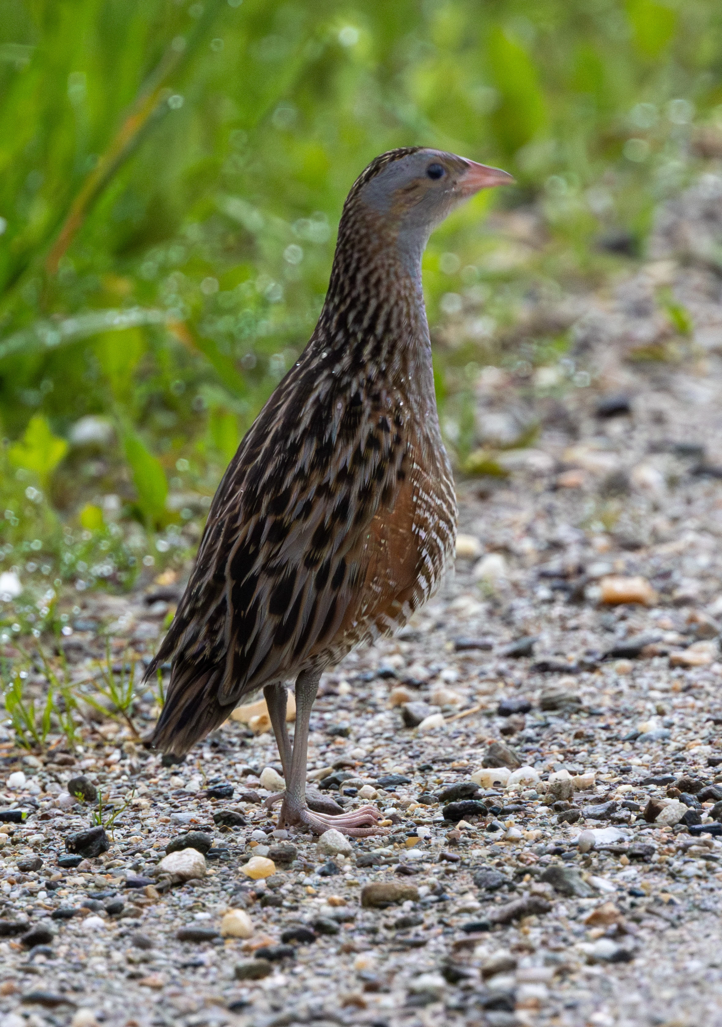 Corncrake — photo by Adam Prugel-Bennett
