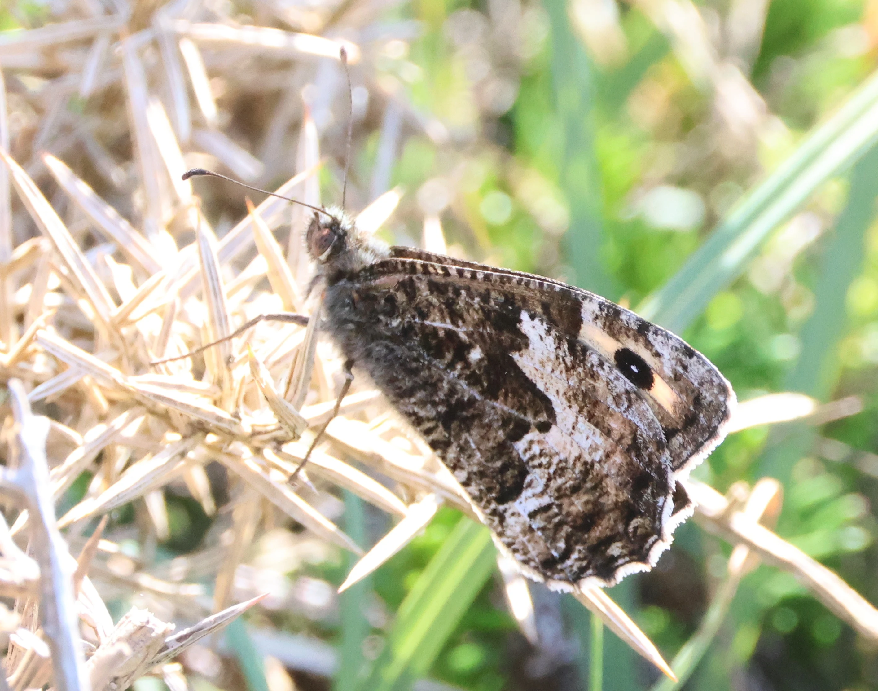 Grayling, Cornwall, Cornwal, UK — photo by Adam Prugel-Bennett
