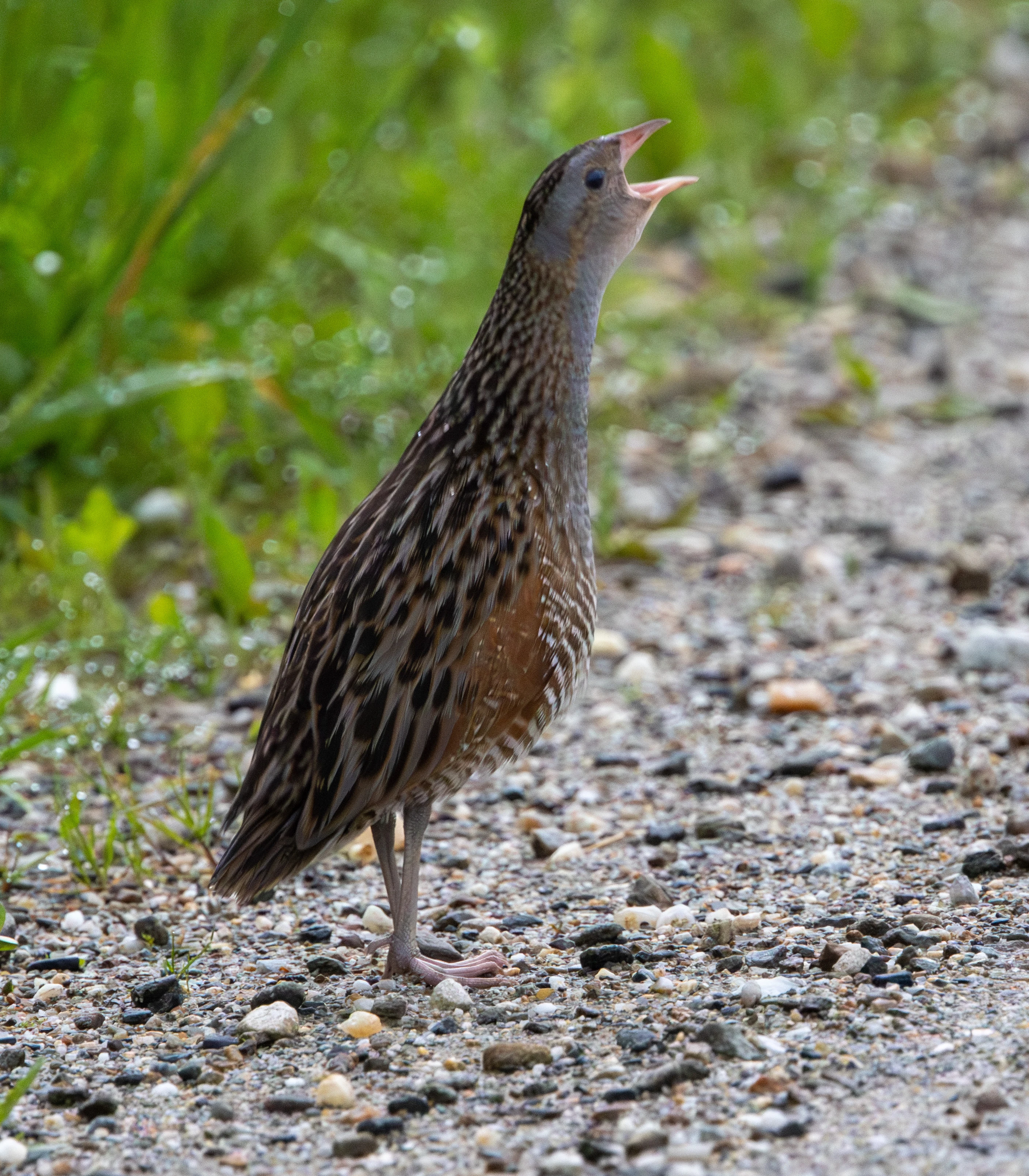 Corncrake — photo by Adam Prugel-Bennett