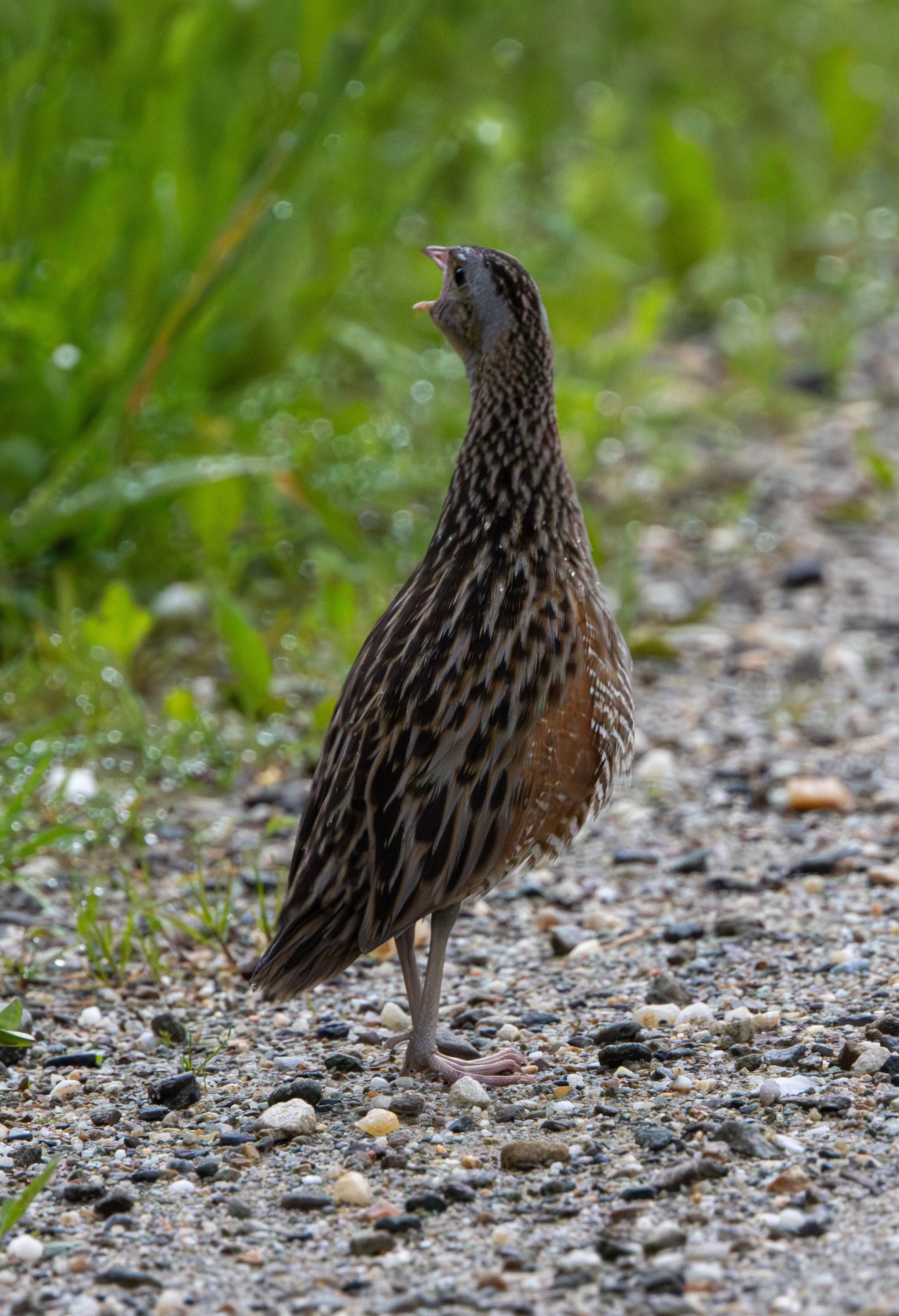 Corncrake — photo by Adam Prugel-Bennett