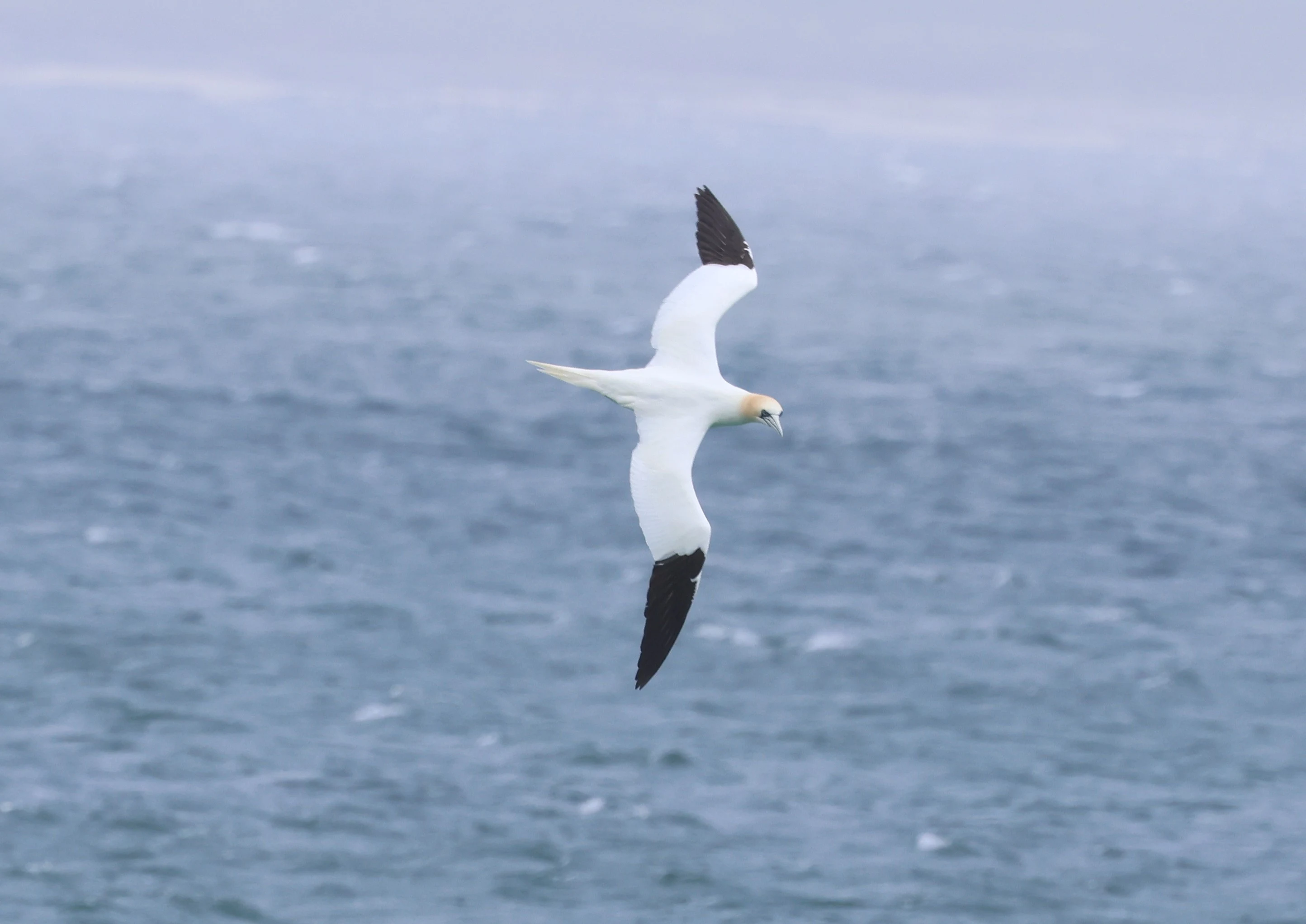 Northern Gannet, Westtray Orkney, Orkney, UK — photo by Adam Prugel-Bennett