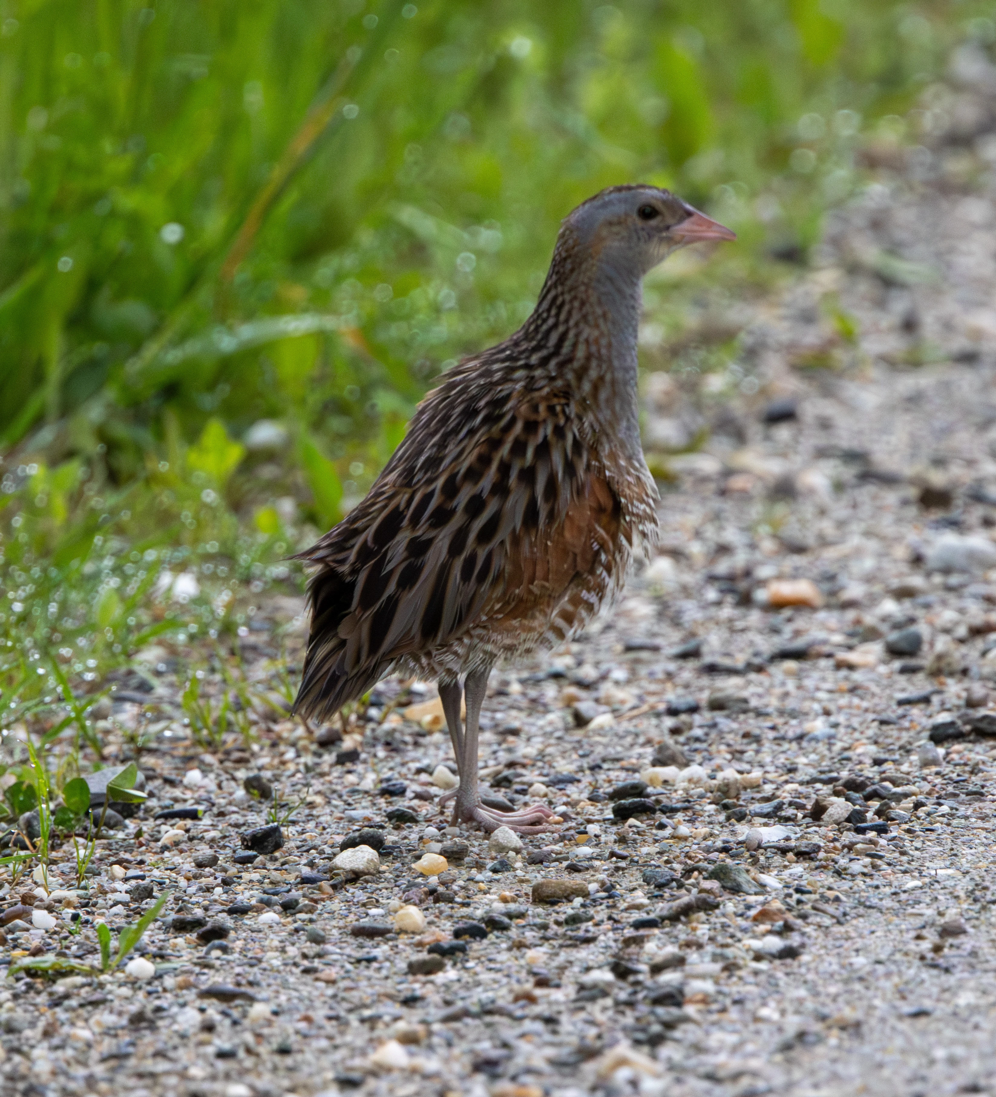 Corncrake — photo by Adam Prugel-Bennett