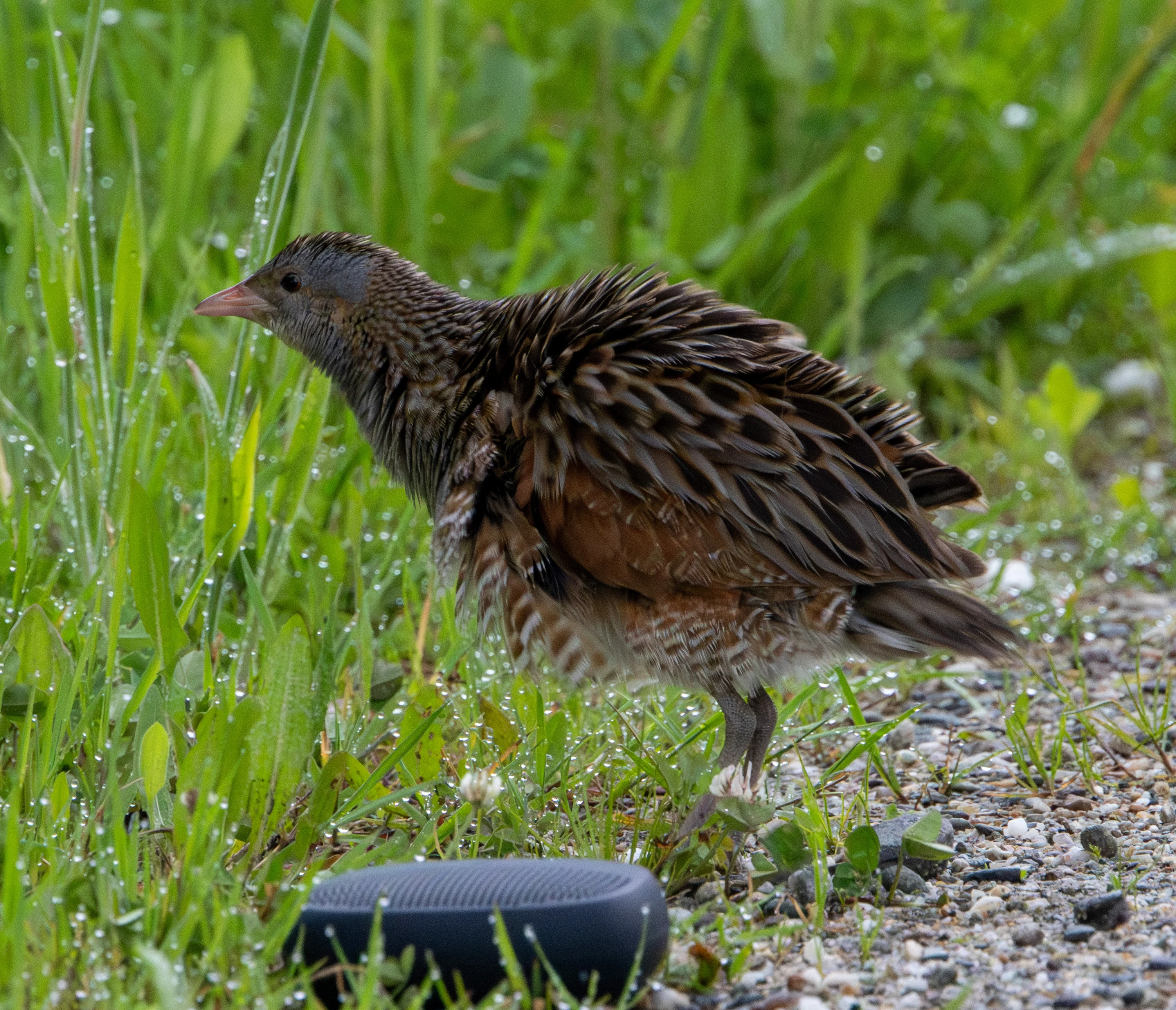 Corncrake — photo by Adam Prugel-Bennett