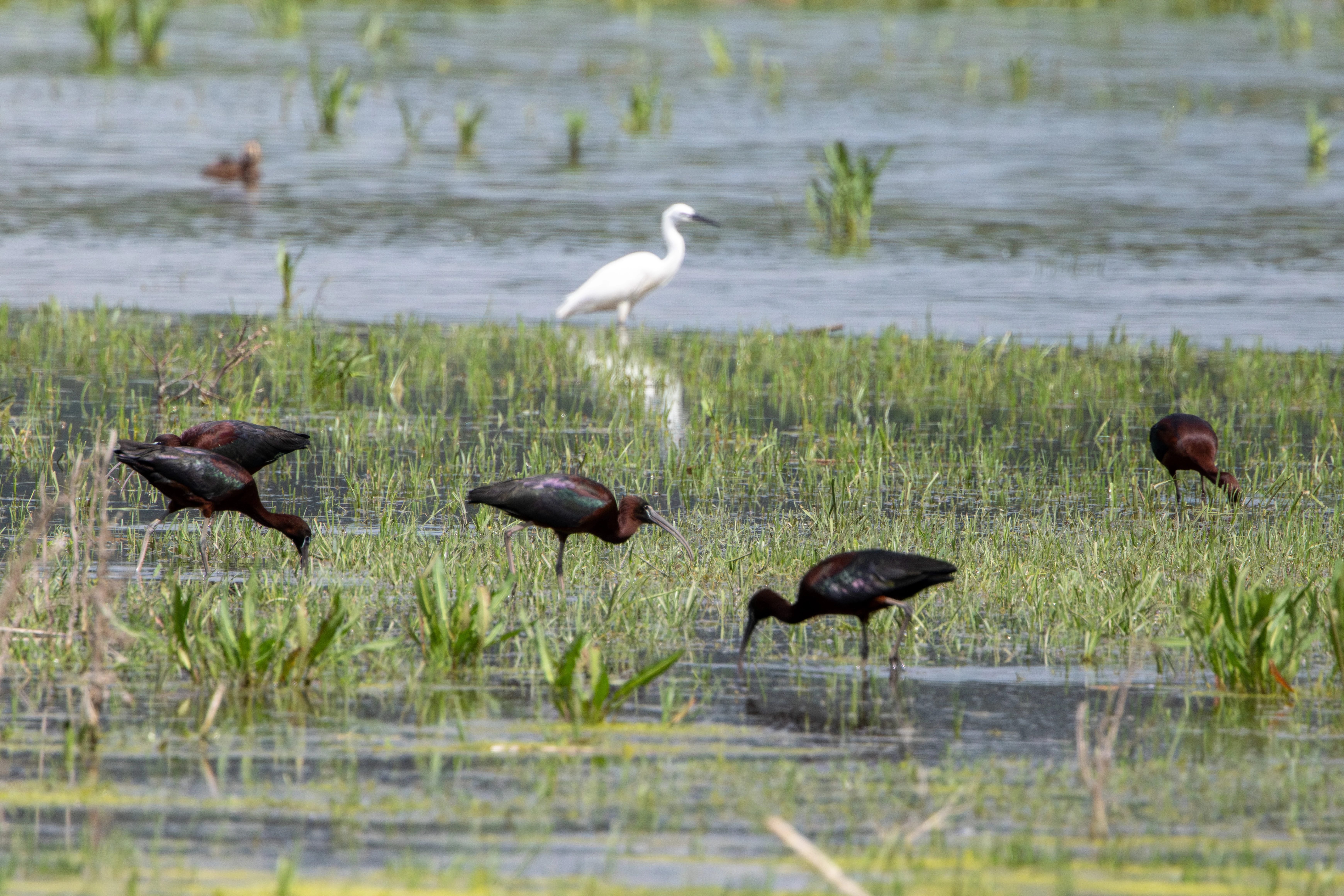 Glossy Ibises and Little Egret in wetland, Danube Area, Romania — photo by Adam Prugel-Bennett