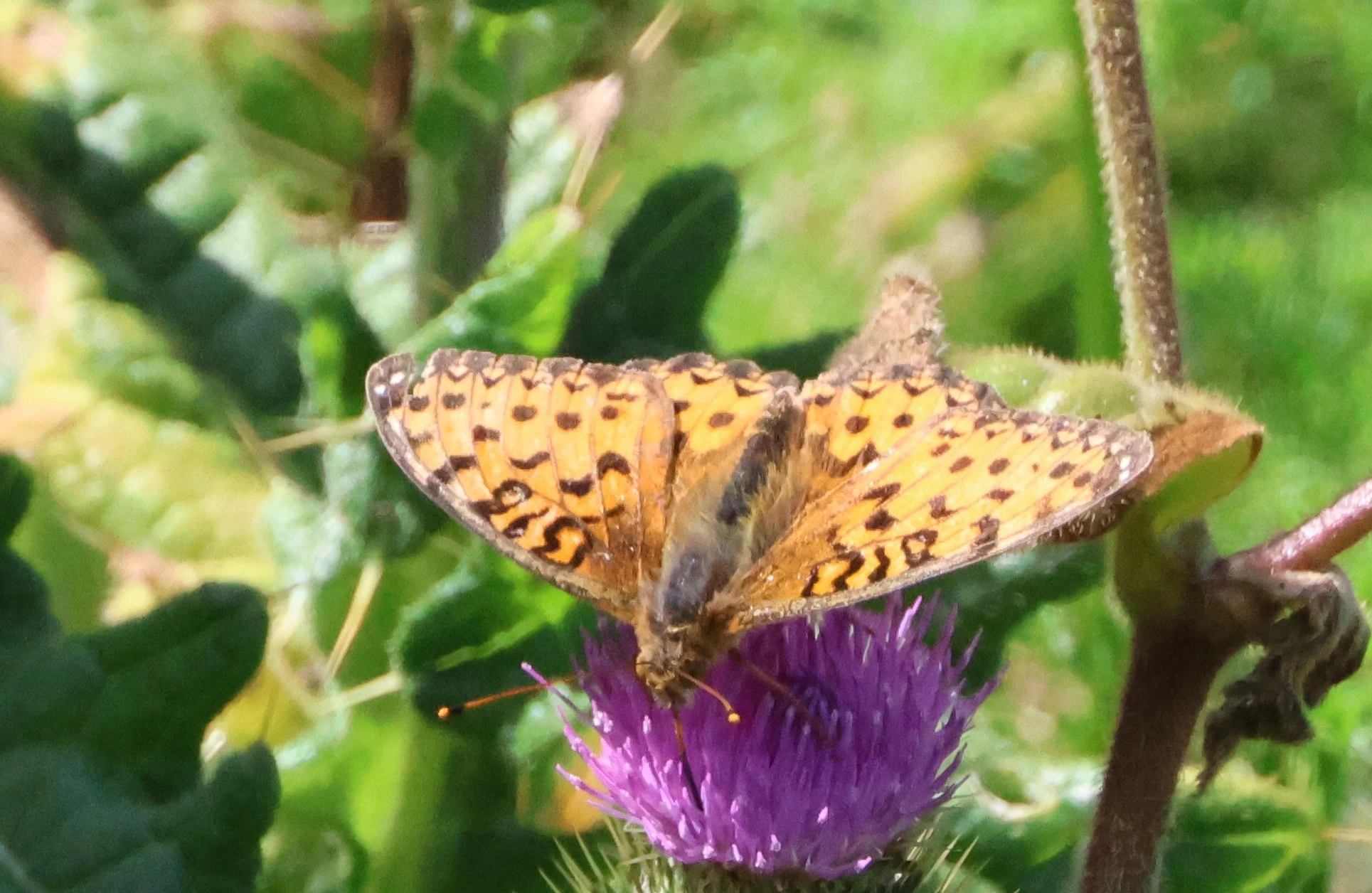 Dark green fritillary, Cornwall, Cornwal, UK — photo by Adam Prugel-Bennett