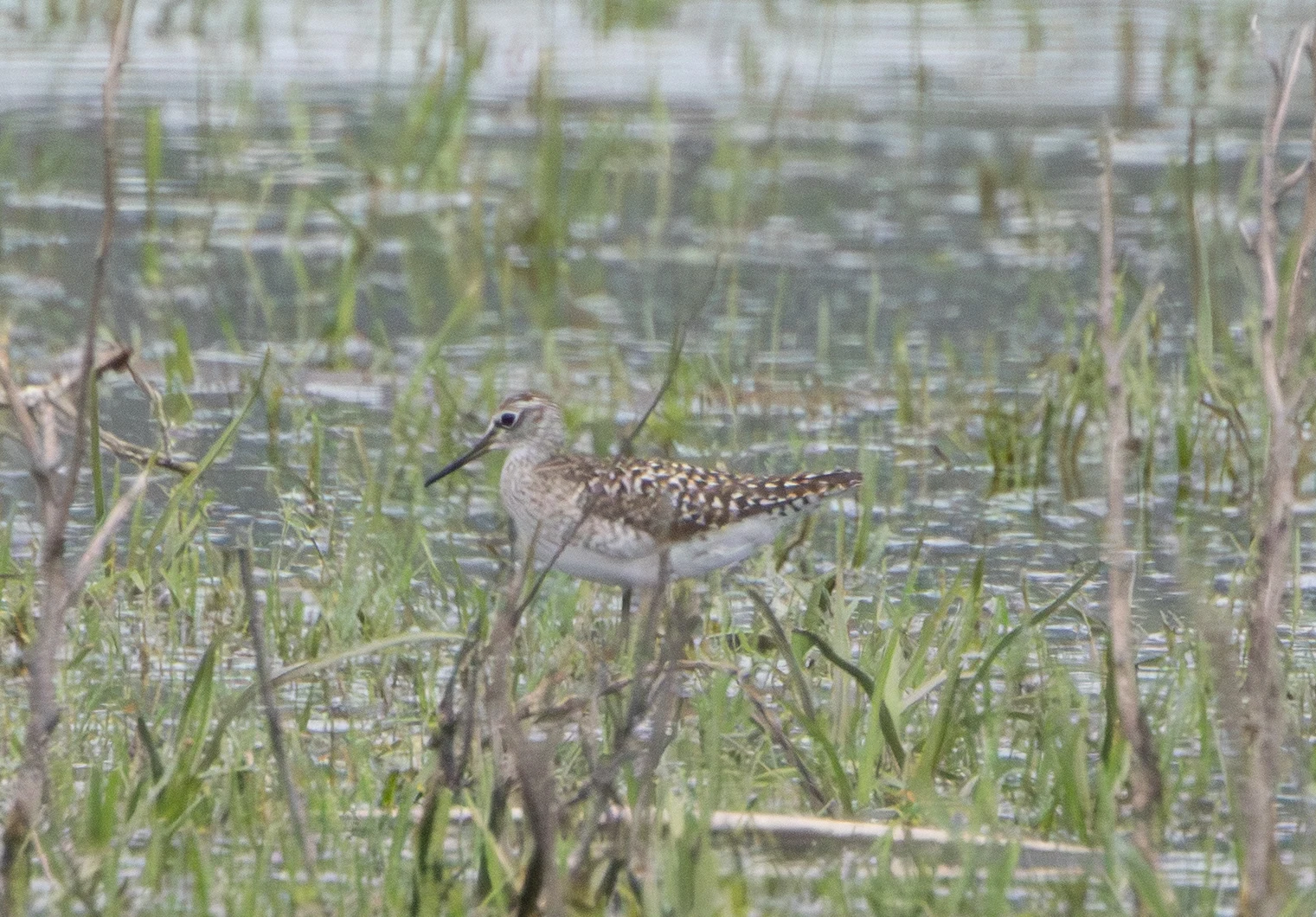 Wood Sandpiper, Danube Area, Romania — photo by Adam Prugel-Bennett