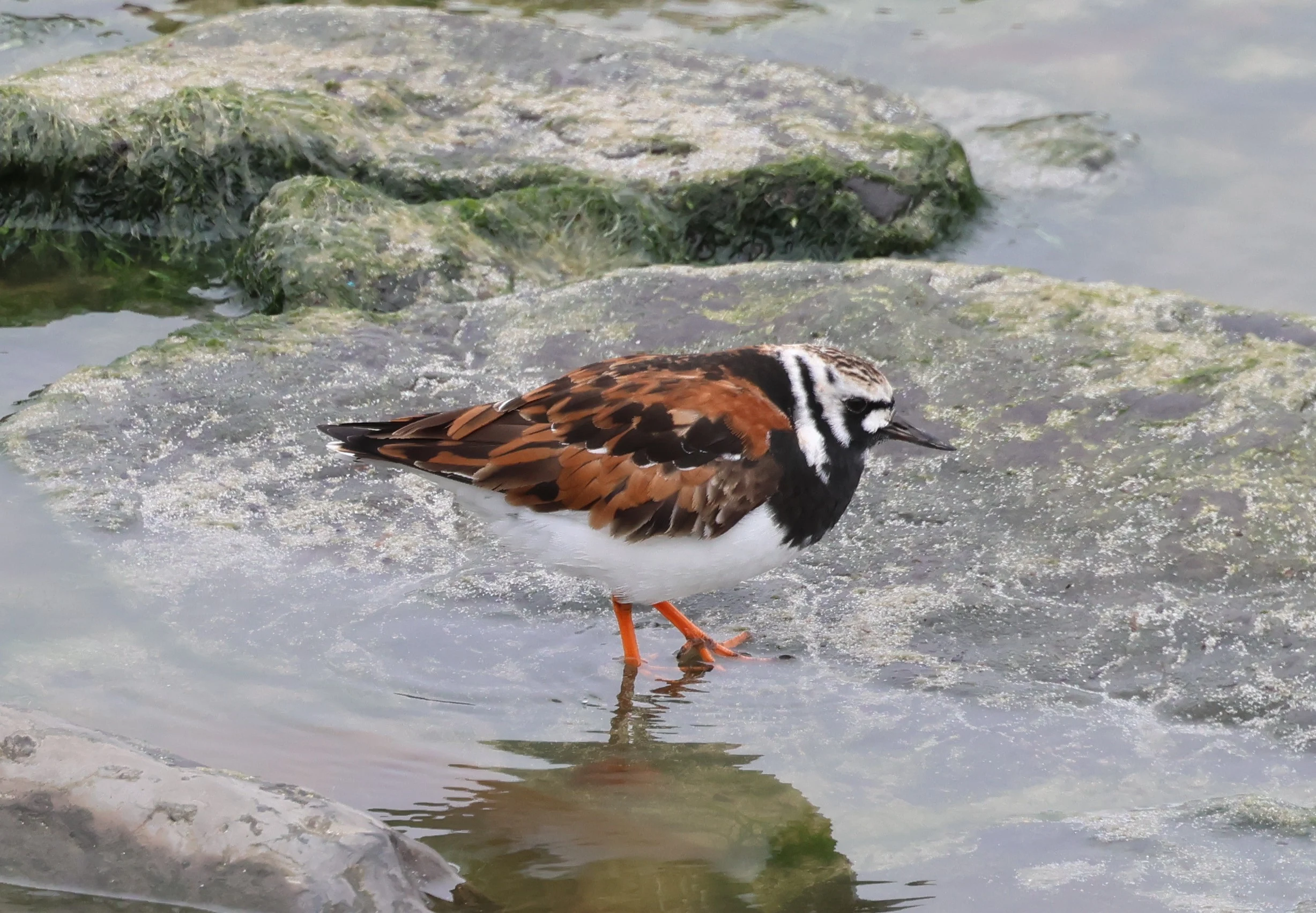 Ruddy Turnstone, Westtray Orkney, Orkney, UK — photo by Adam Prugel-Bennett