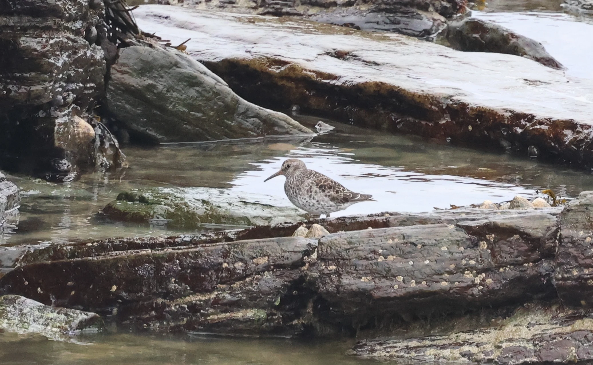 Purple Sandpiper, Westtray Orkney, Orkney, UK — photo by Adam Prugel-Bennett