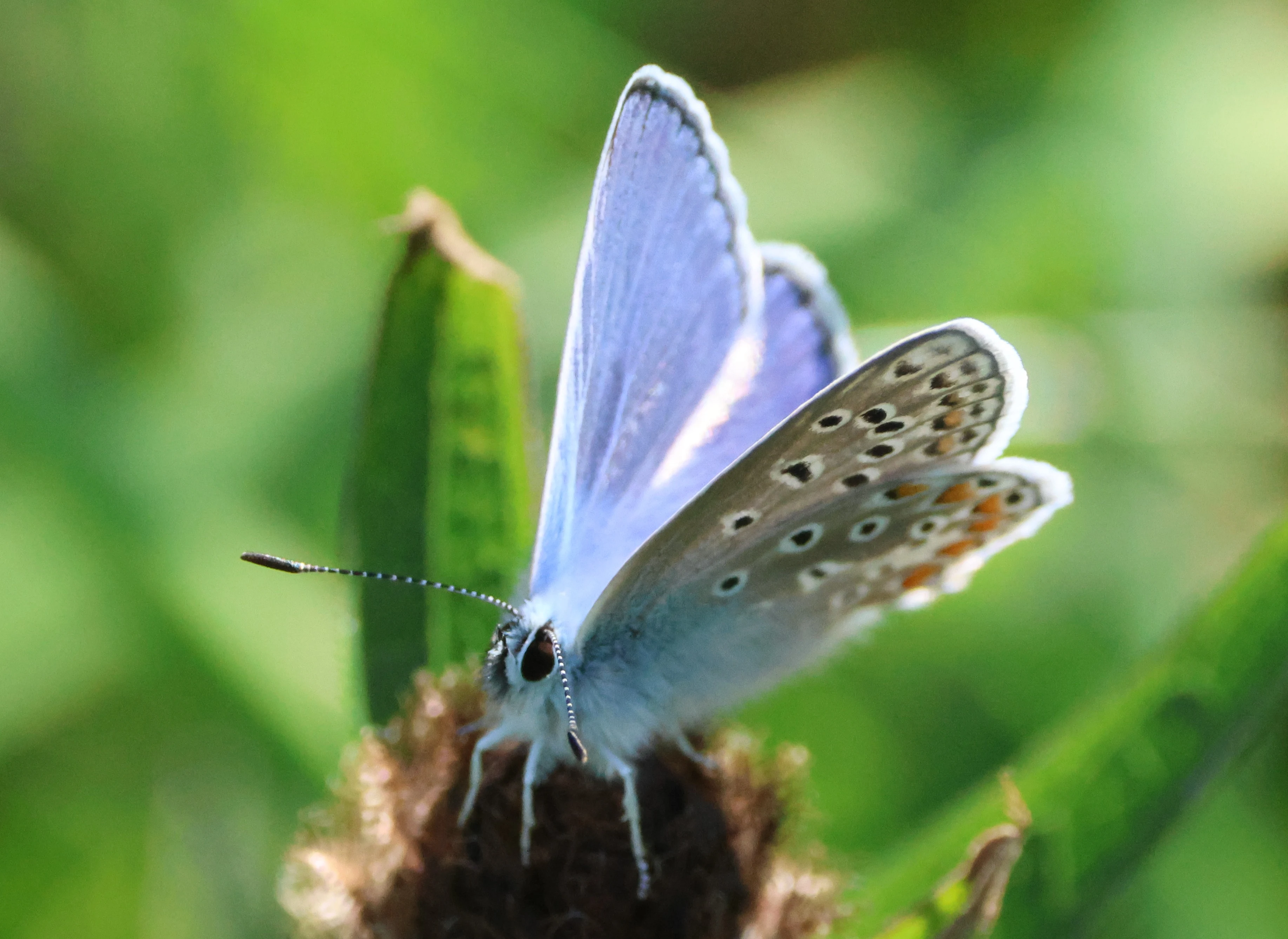 Common blue - butterfly, Cornwall, Cornwal, UK — photo by Adam Prugel-Bennett