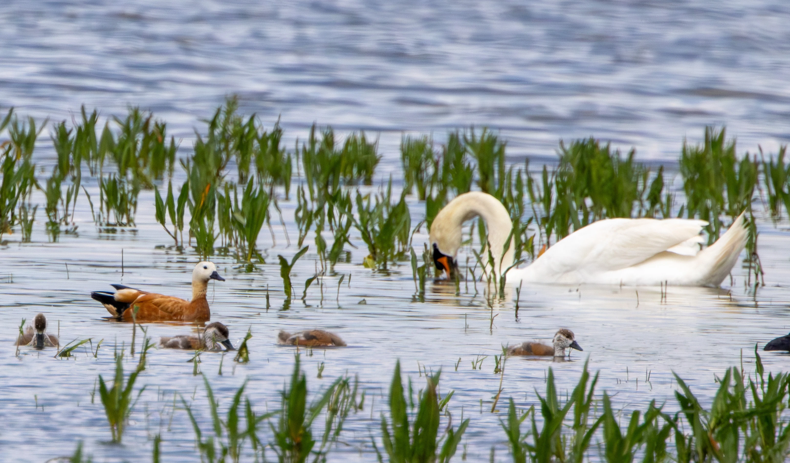 Mute Swan and Ruddy Shelduck with ducklings, Danube Area, Romania — photo by Adam Prugel-Bennett