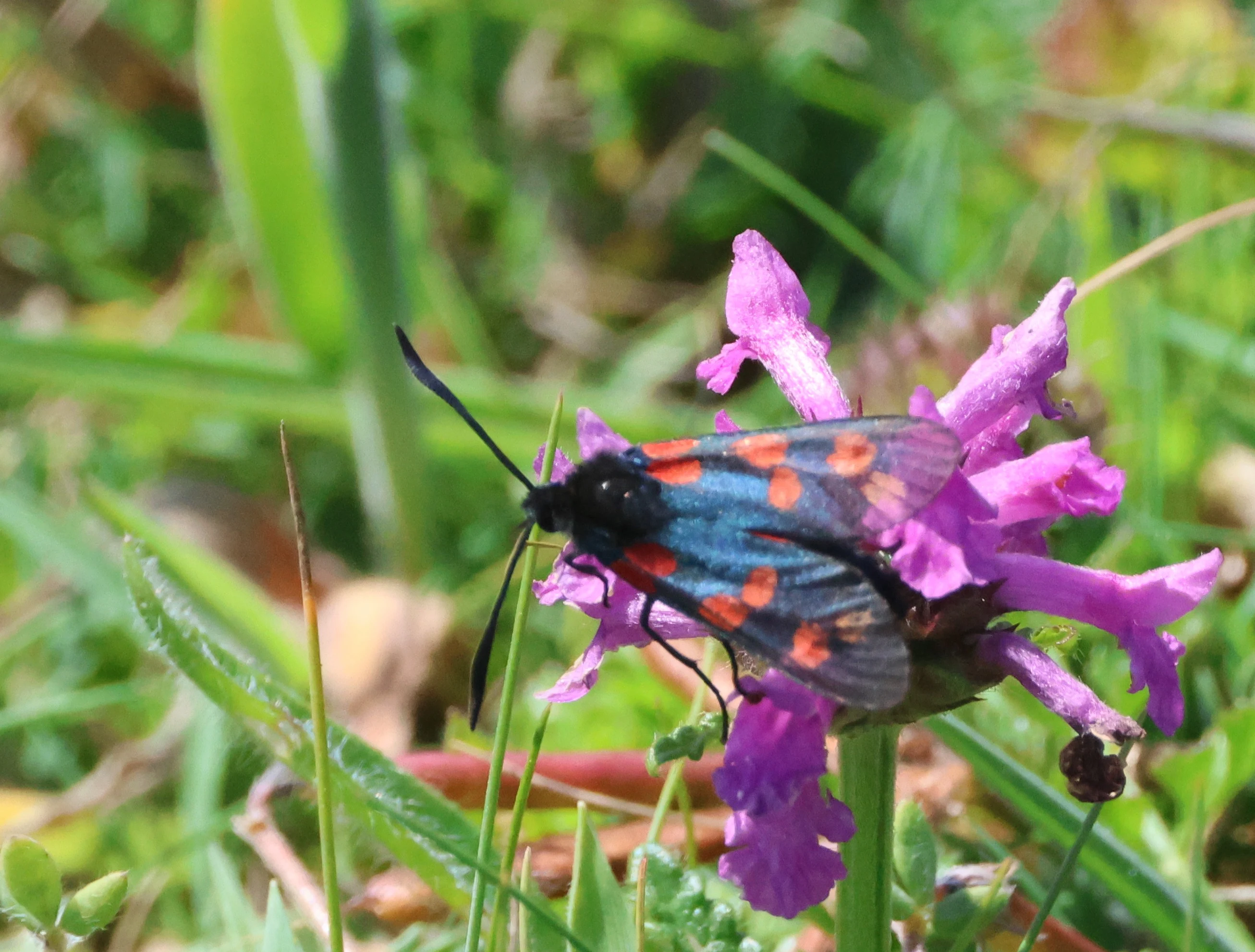 Six-spot Burnet, Cornwall, Cornwal, UK — photo by Adam Prugel-Bennett