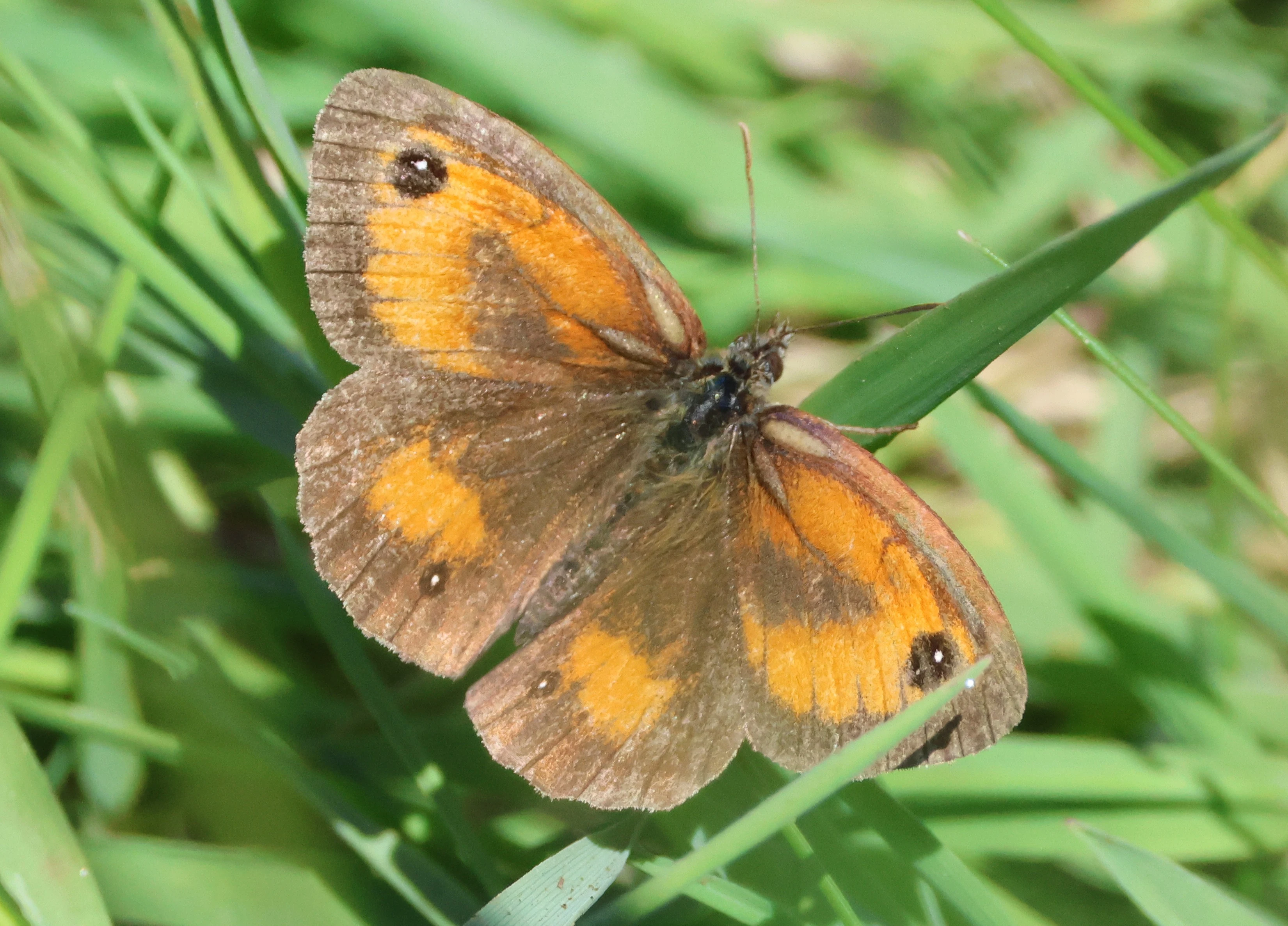 Gatekeeper, Cornwall, Cornwal, UK — photo by Adam Prugel-Bennett