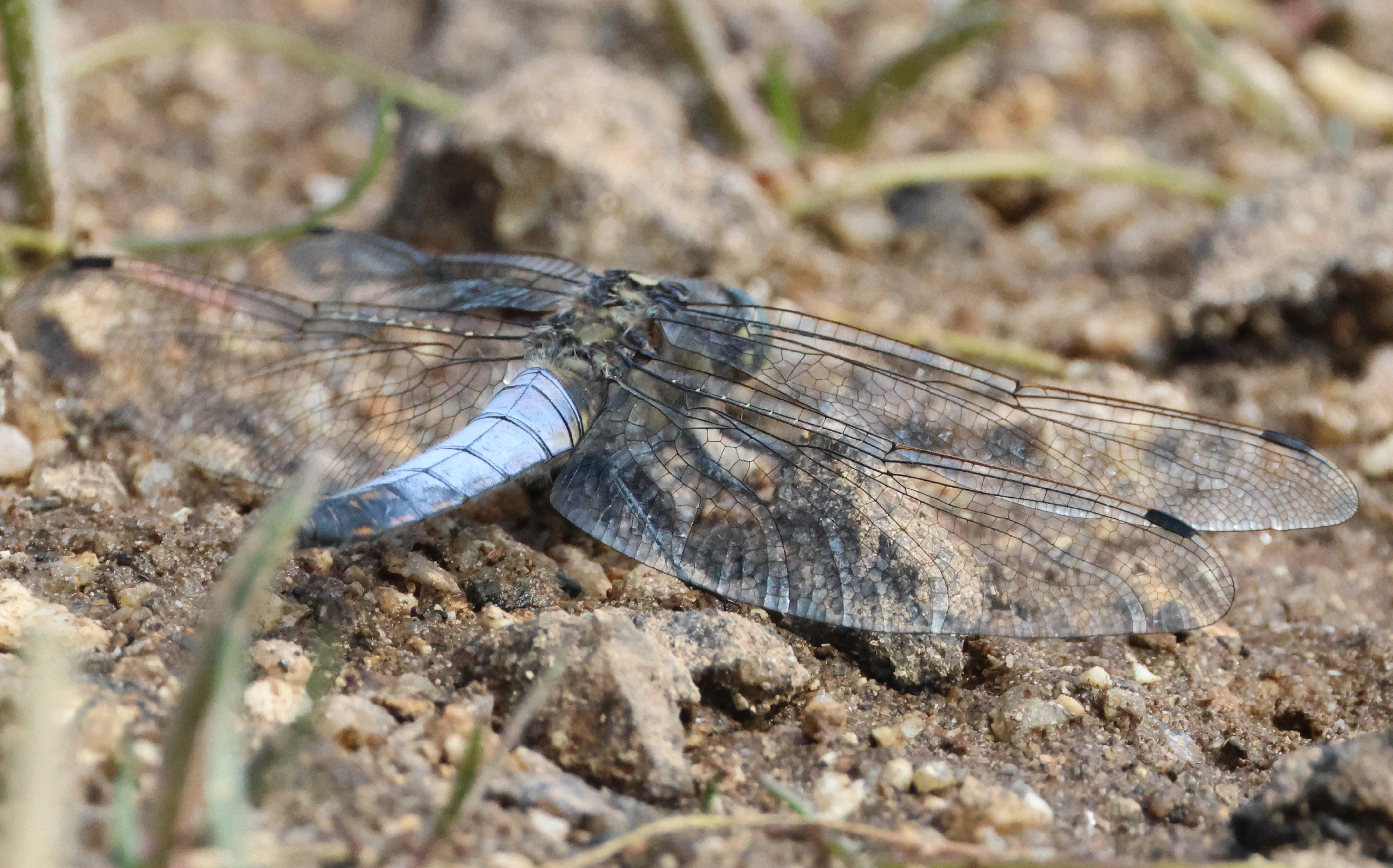 Black-tailed Skimmer, Cornwall, Cornwal, UK — photo by Adam Prugel-Bennett