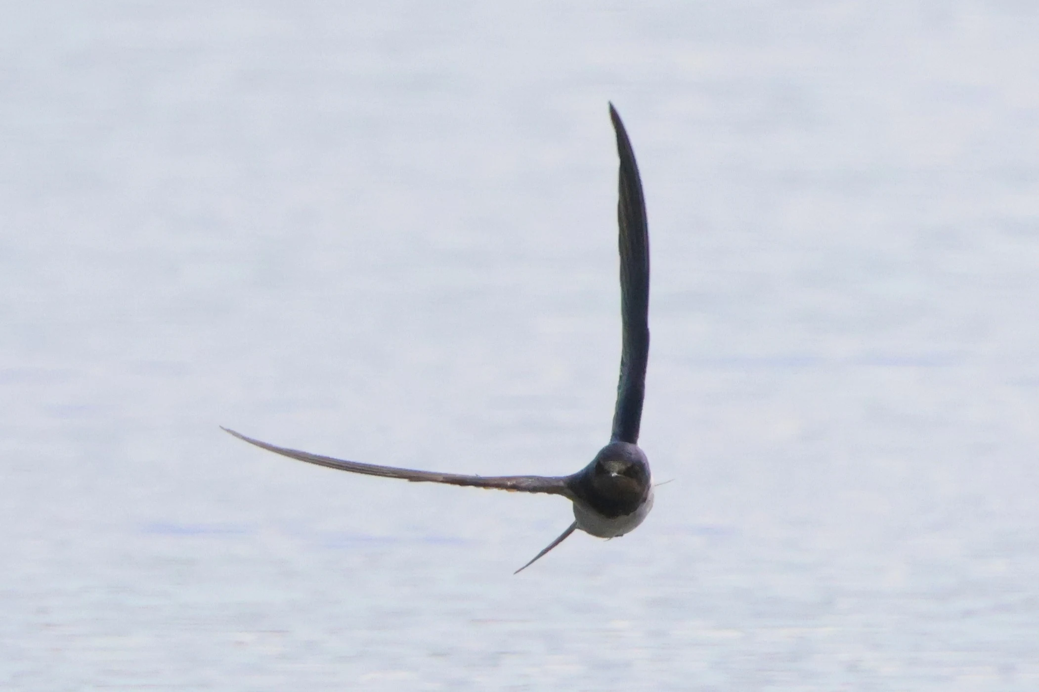 Barn swallow, Cornwall, Cornwal, UK — photo by Adam Prugel-Bennett