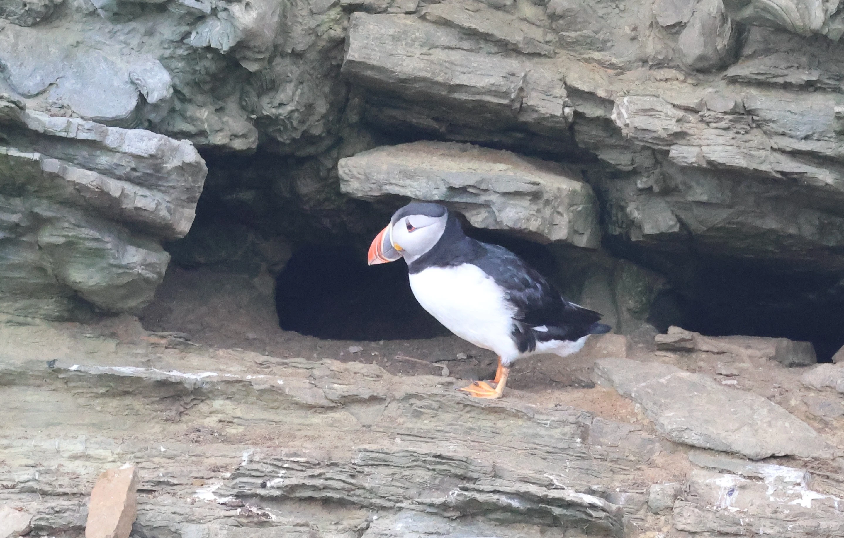 Puffin, Westtray Orkney, Orkney, UK — photo by Adam Prugel-Bennett