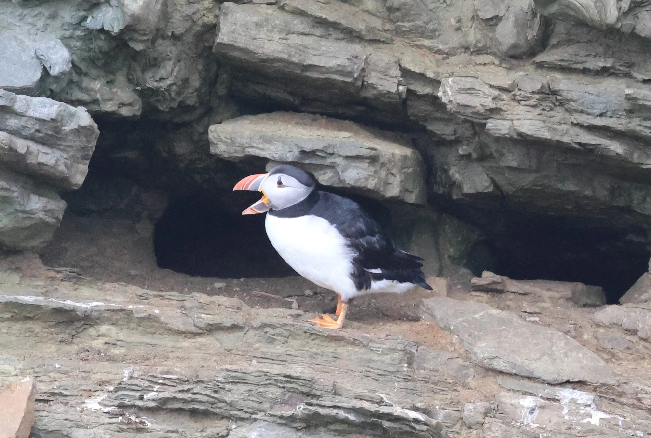 Puffin, Westtray Orkney, Orkney, UK — photo by Adam Prugel-Bennett