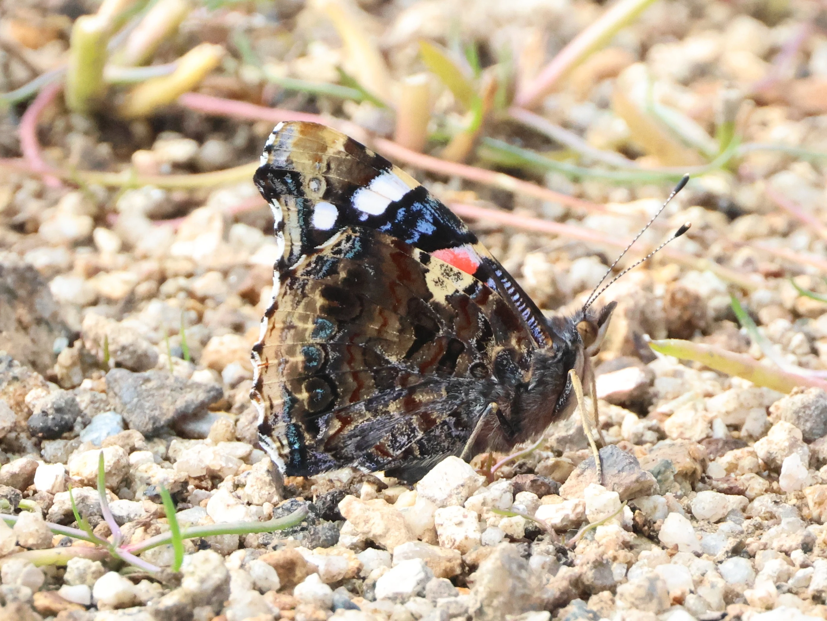 Red Admiral - Butterfly, Cornwall, Cornwal, UK — photo by Adam Prugel-Bennett