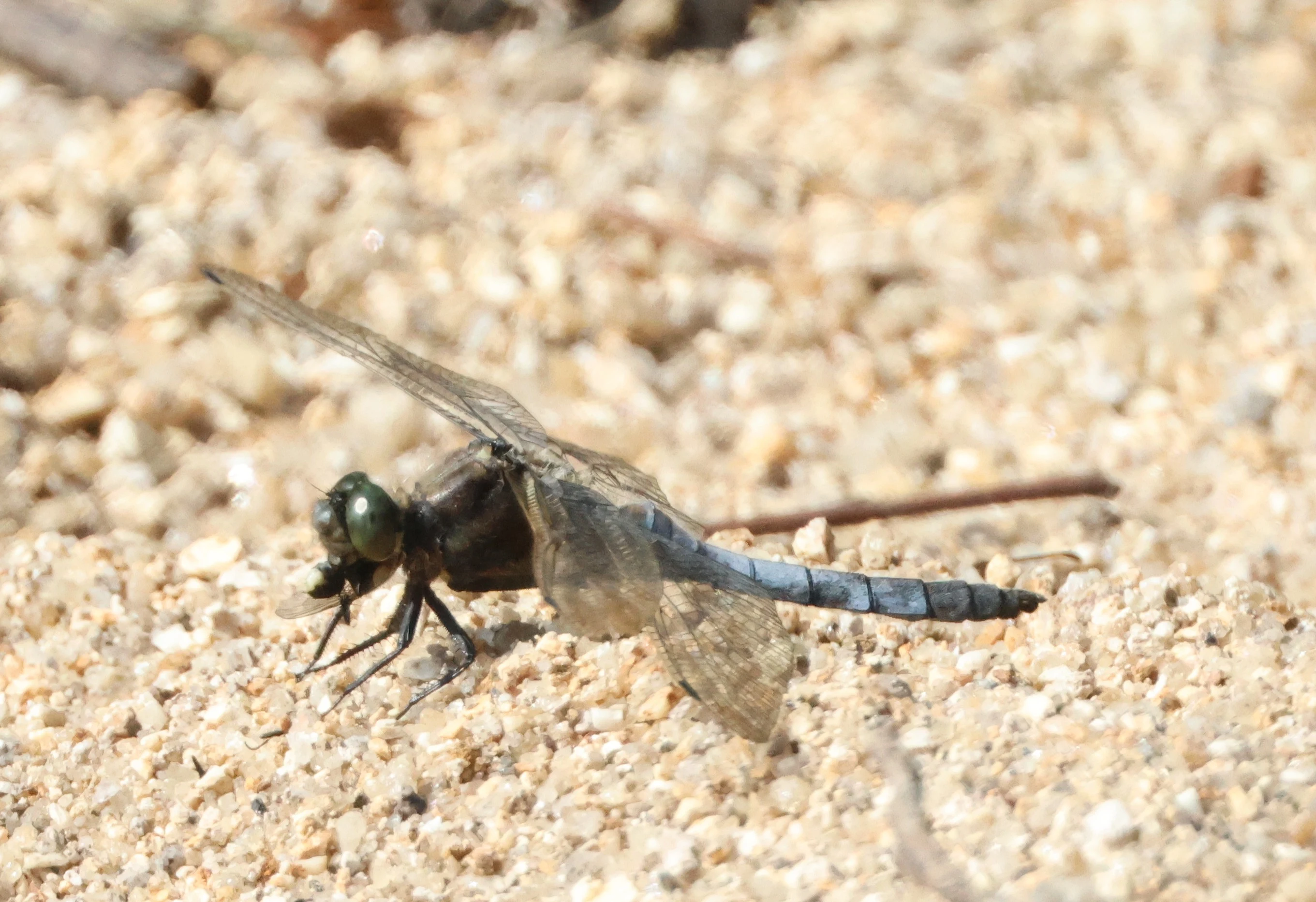 Black-tailed Skimmer, Cornwall, Cornwal, UK — photo by Adam Prugel-Bennett