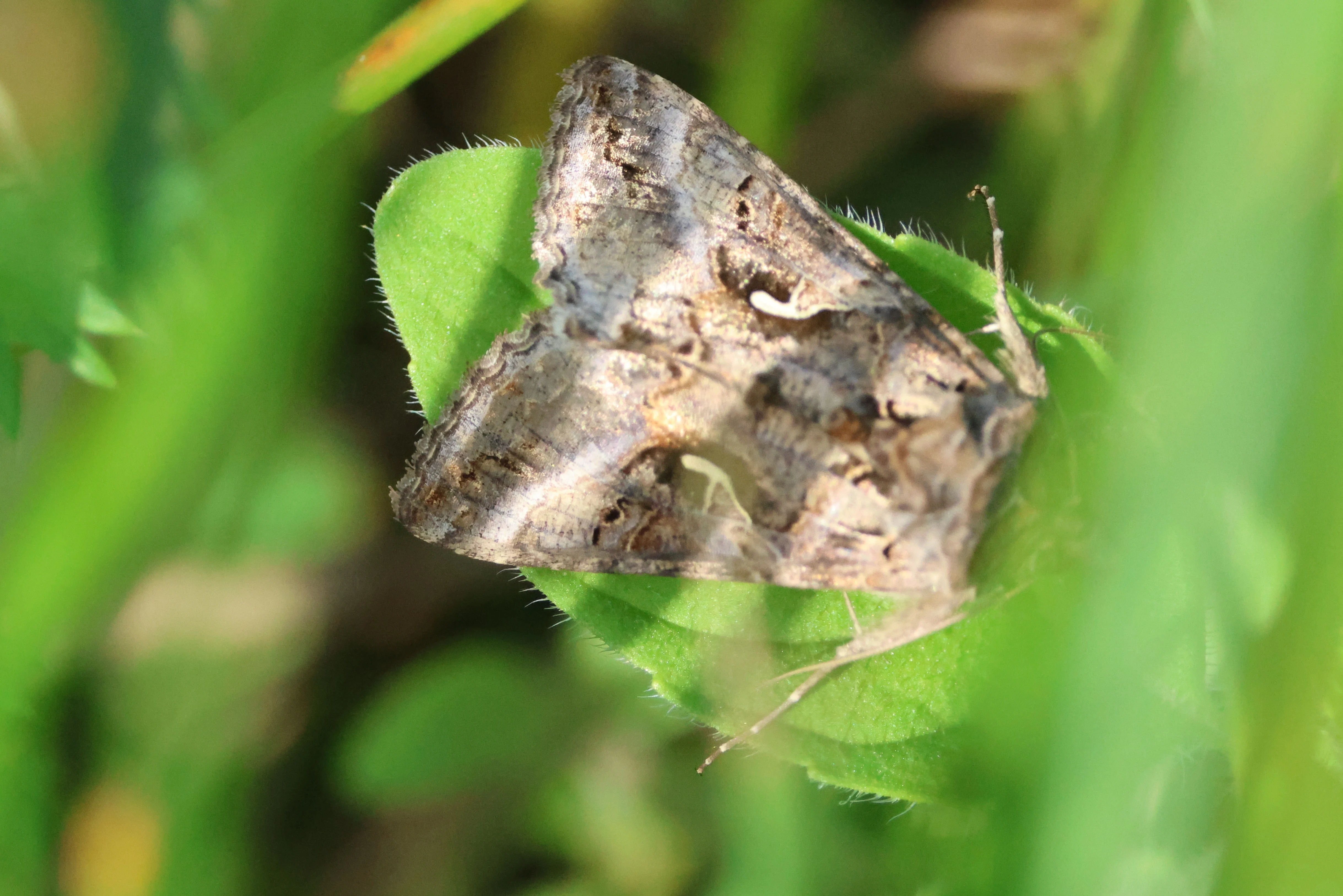Silver Y - moth, Cornwall, Cornwal, UK — photo by Adam Prugel-Bennett