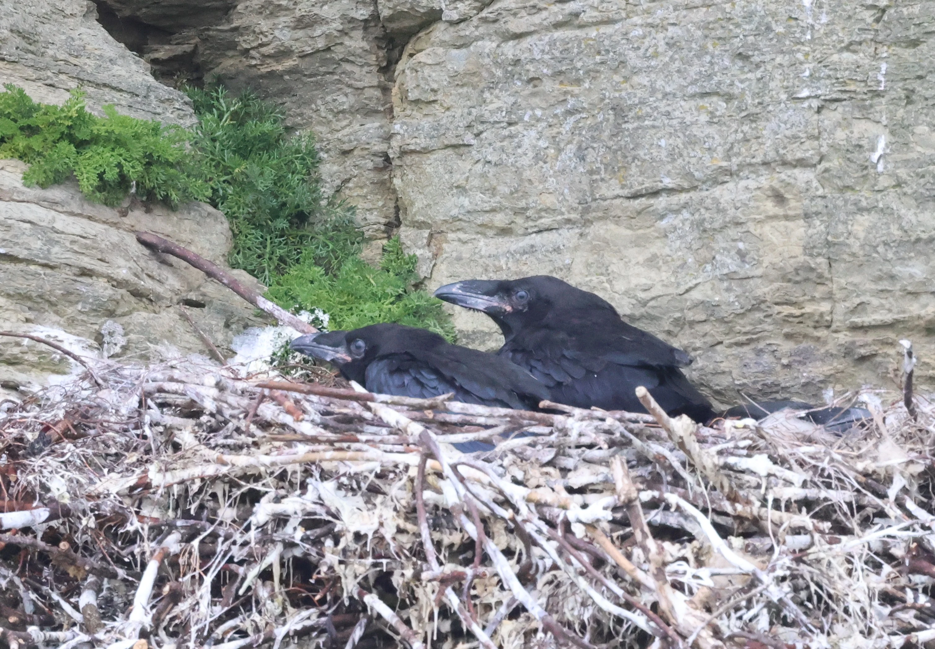 Common Raven, Westtray Orkney, Orkney, UK — photo by Adam Prugel-Bennett