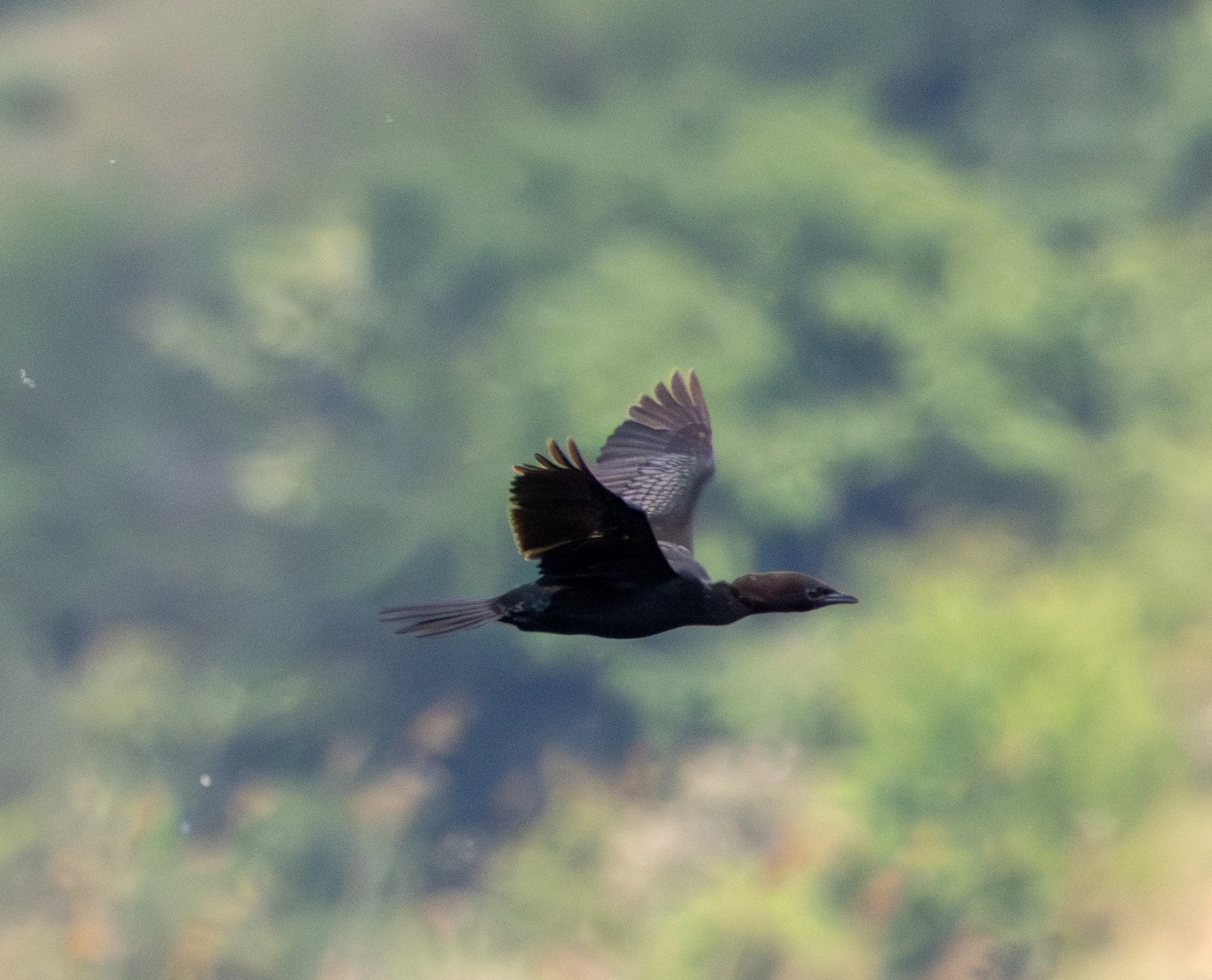 Pygmy Cormorant in flight, Danube Area, Romania — photo by Adam Prugel-Bennett