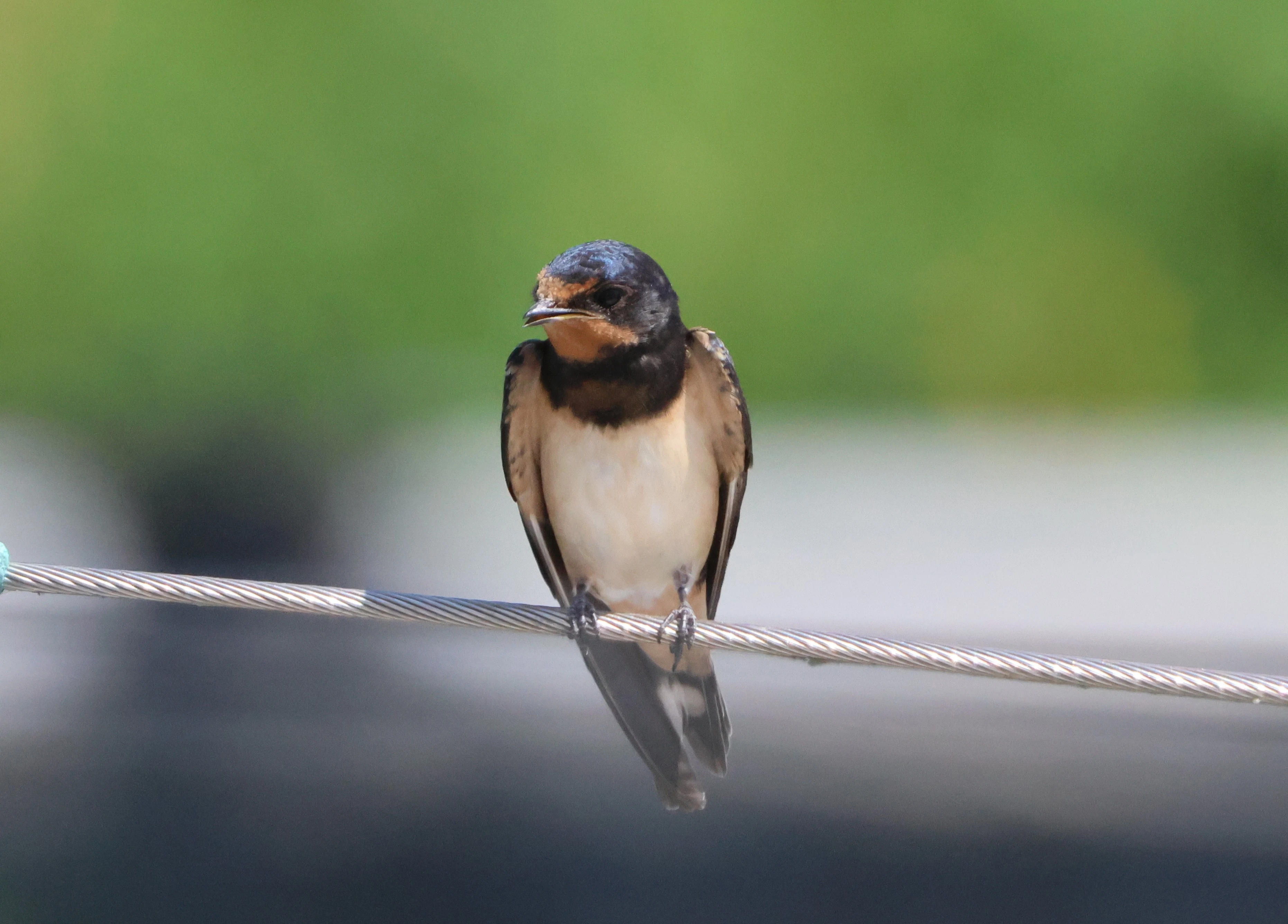 Barn swallow, Dorset, UK — photo by Adam Prugel-Bennett