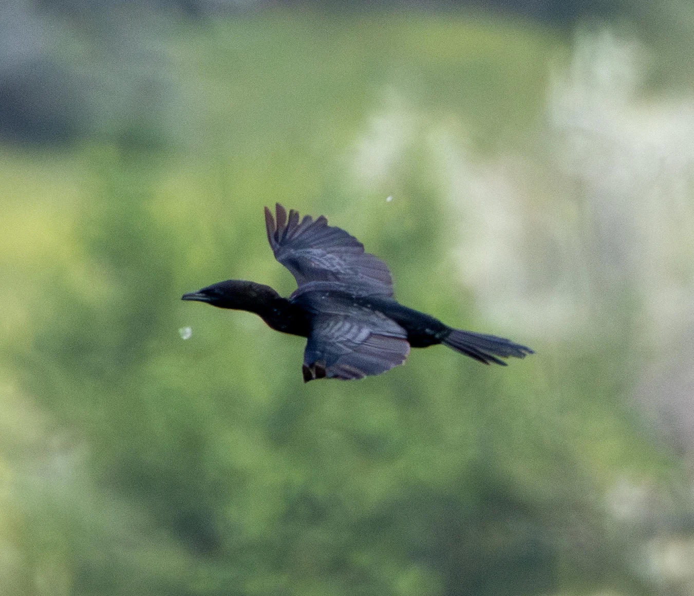 Pygmy Cormorant in flight, Danube Area, Romania — photo by Adam Prugel-Bennett
