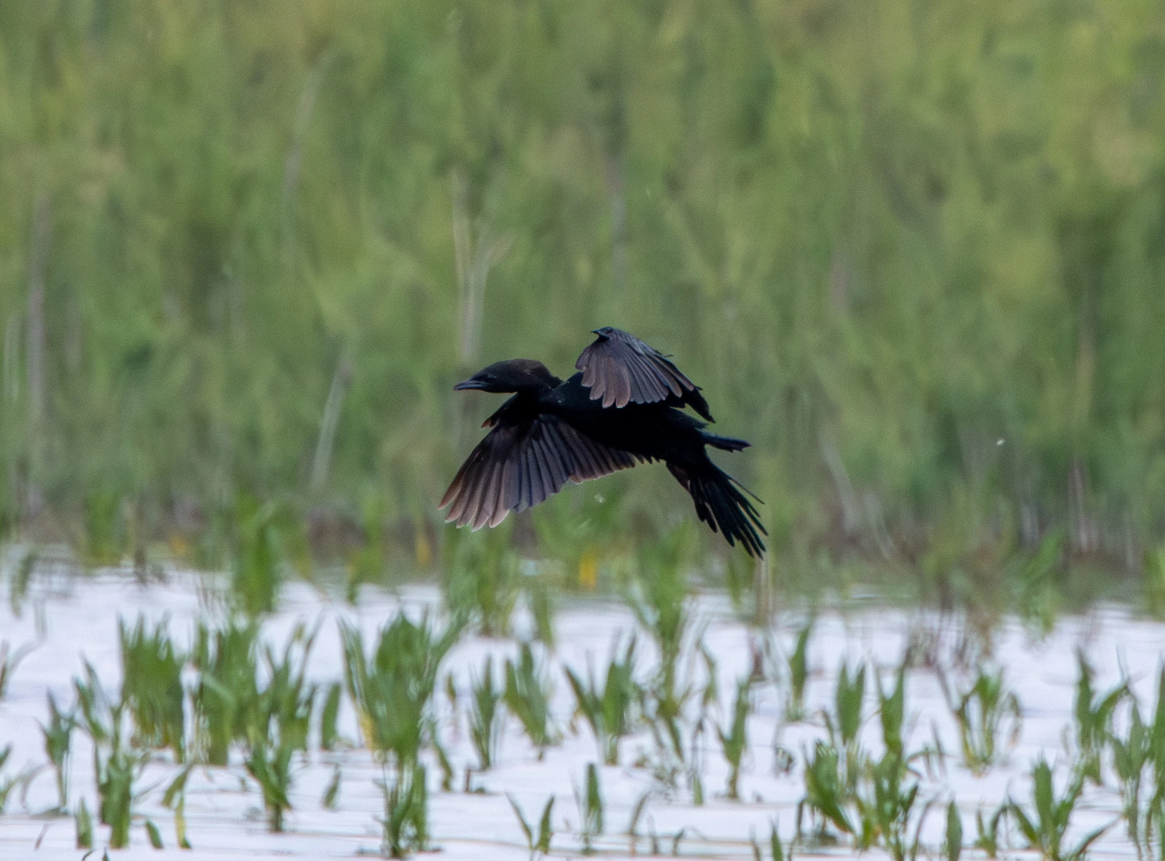 Pygmy Cormorant in flight, Danube Area, Romania — photo by Adam Prugel-Bennett