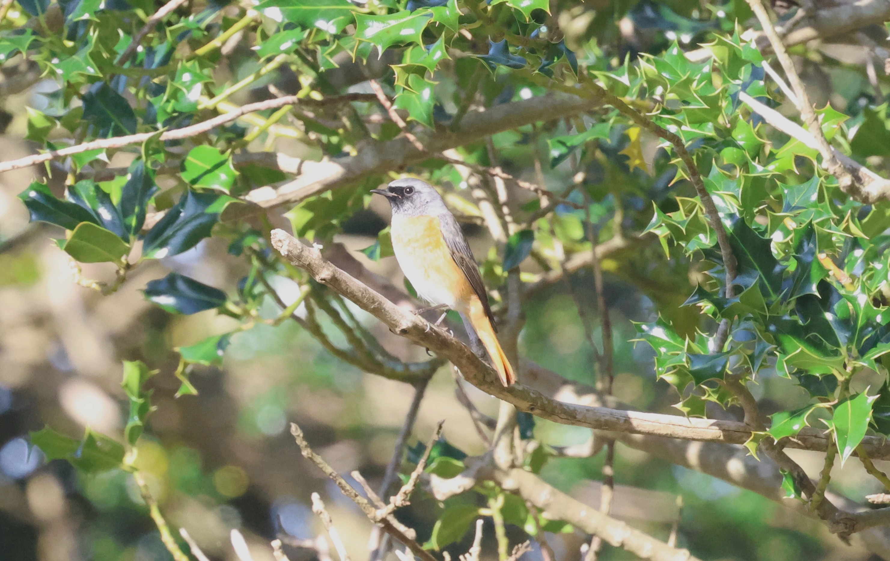 Common redstart, Beaulieu Heath, Beaulieu, New Forest, UK — photo by Adam Prugel-Bennett