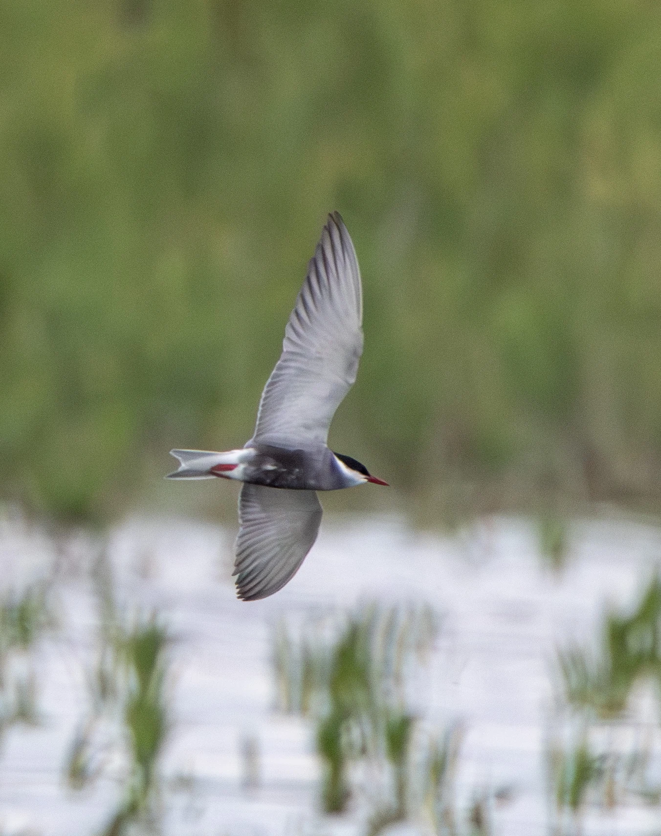 Whiskered Tern, Danube Area, Romania — photo by Adam Prugel-Bennett