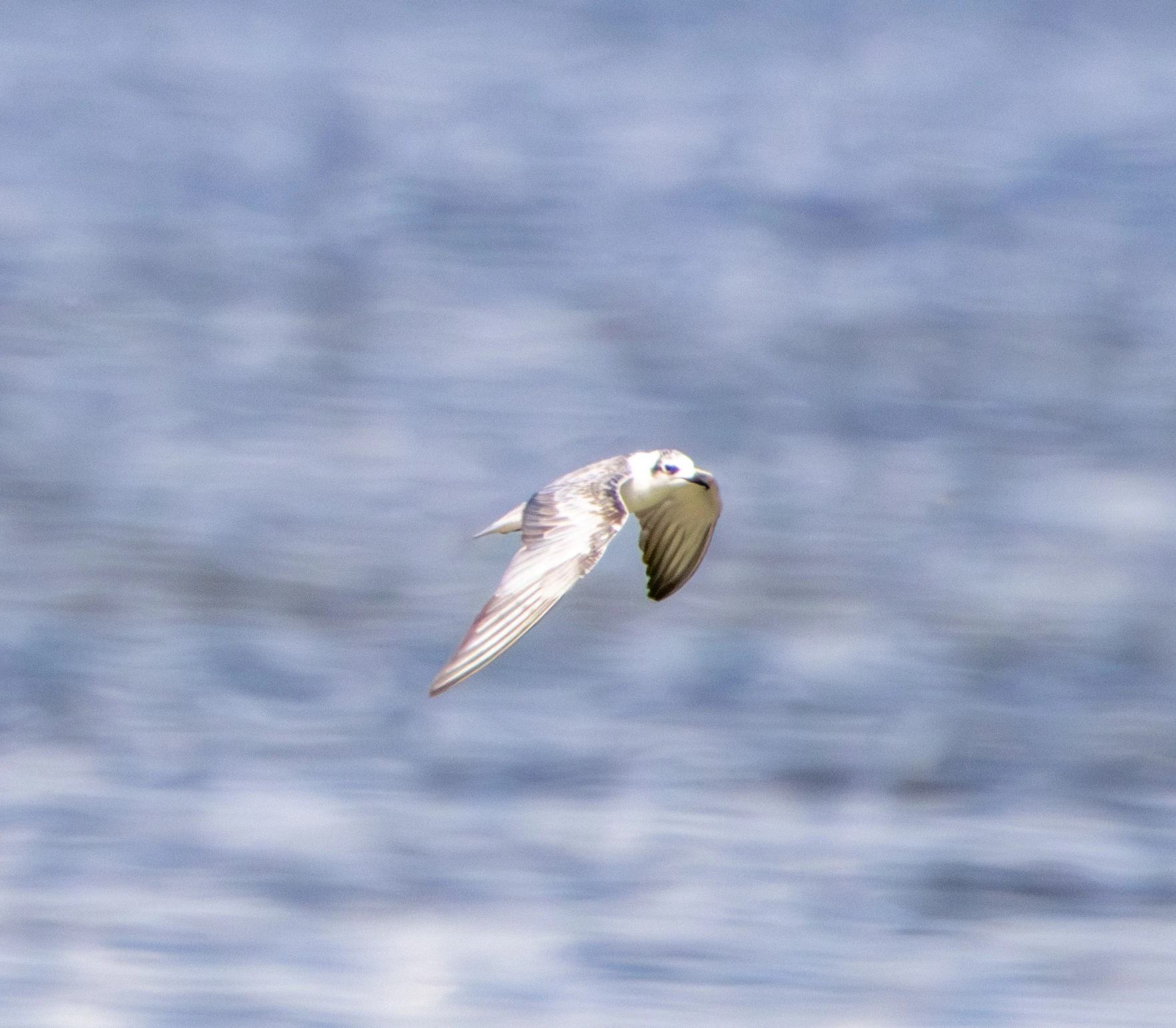 Whiskered Tern in flight, Danube Area, Romania — photo by Adam Prugel-Bennett