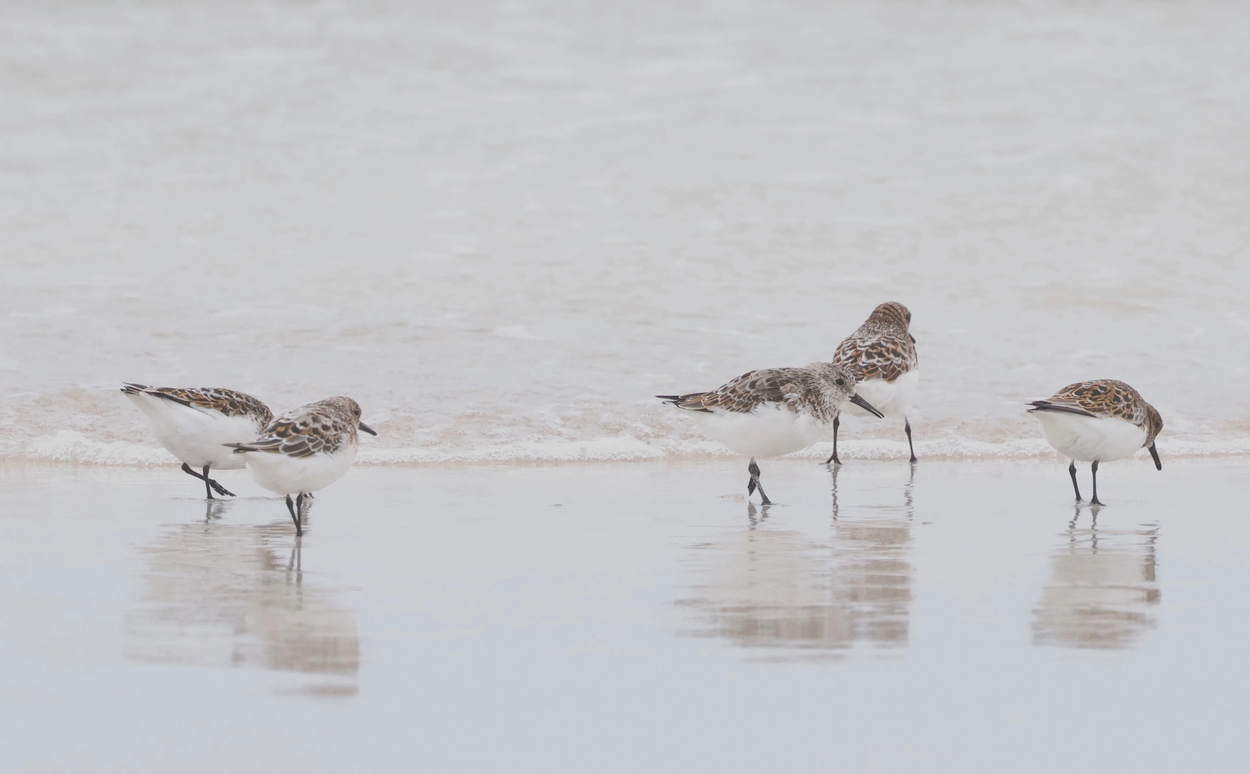 Sanderling, Westtray Orkney, Orkney, UK — photo by Adam Prugel-Bennett
