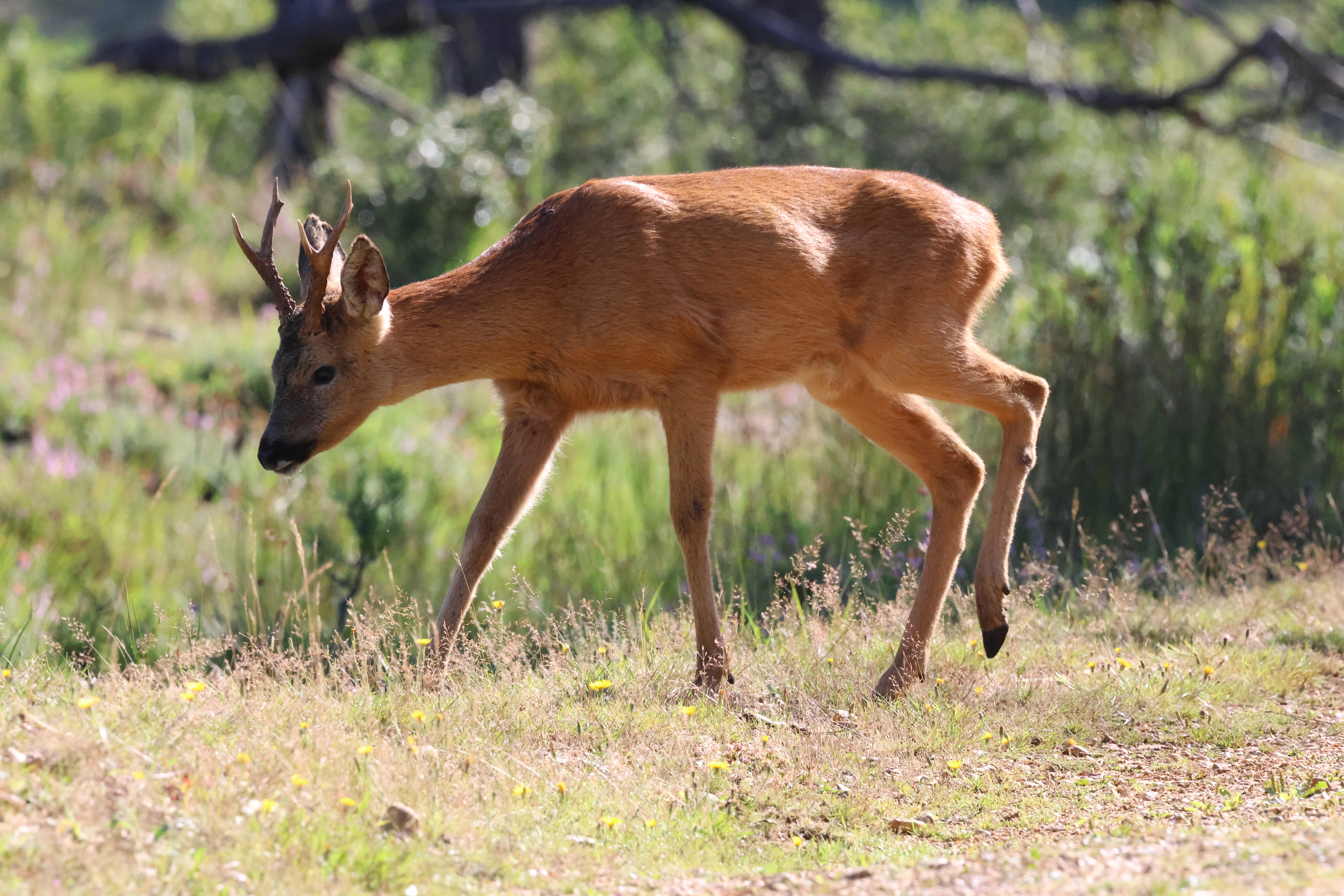 Roe Deer, Beaulieu Heath, Beaulieu, New Forest, UK — photo by Adam Prugel-Bennett