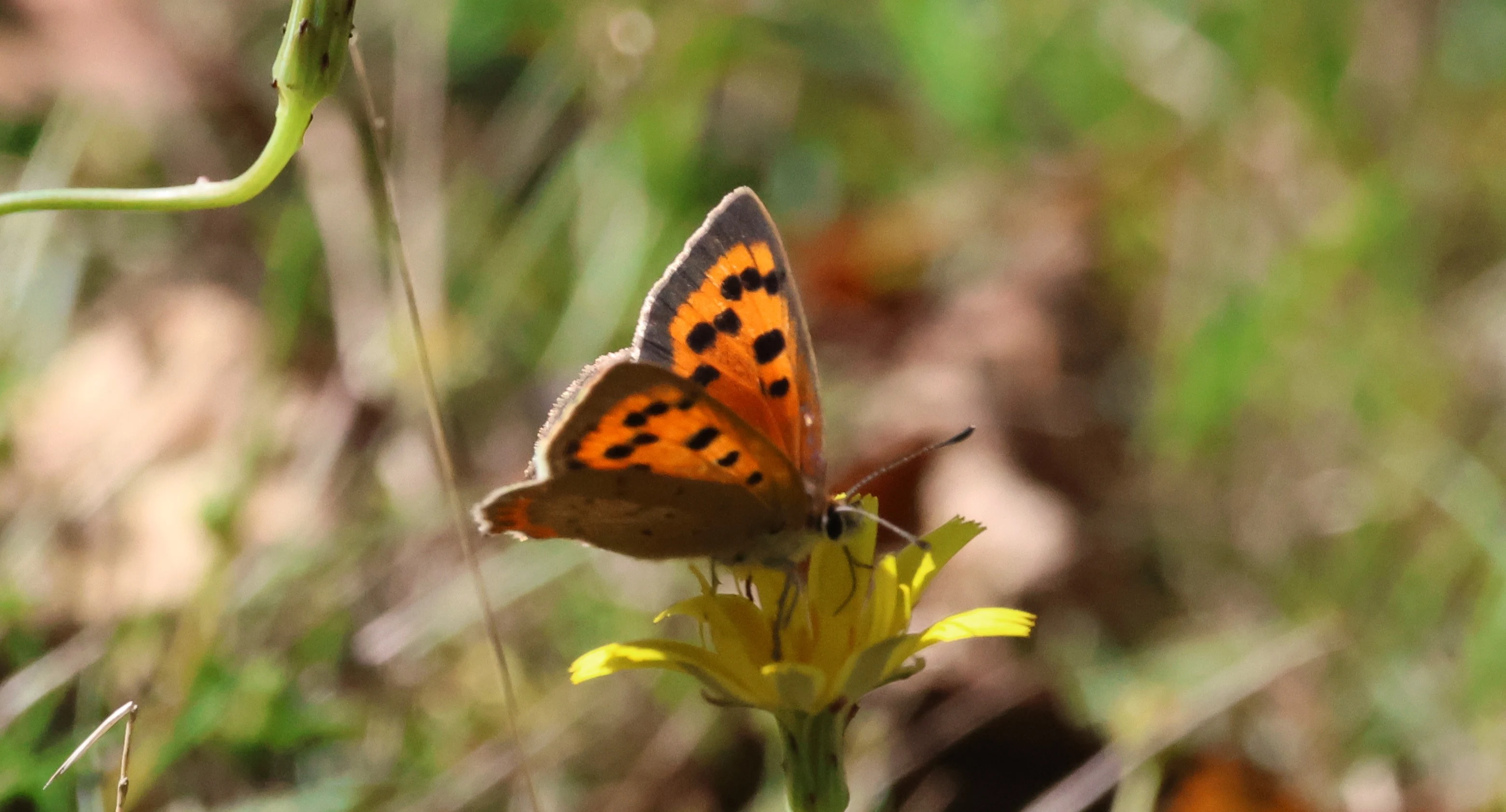 Small copper - butterfly, Beaulieu Heath, Beaulieu, New Forest, UK — photo by Adam Prugel-Bennett