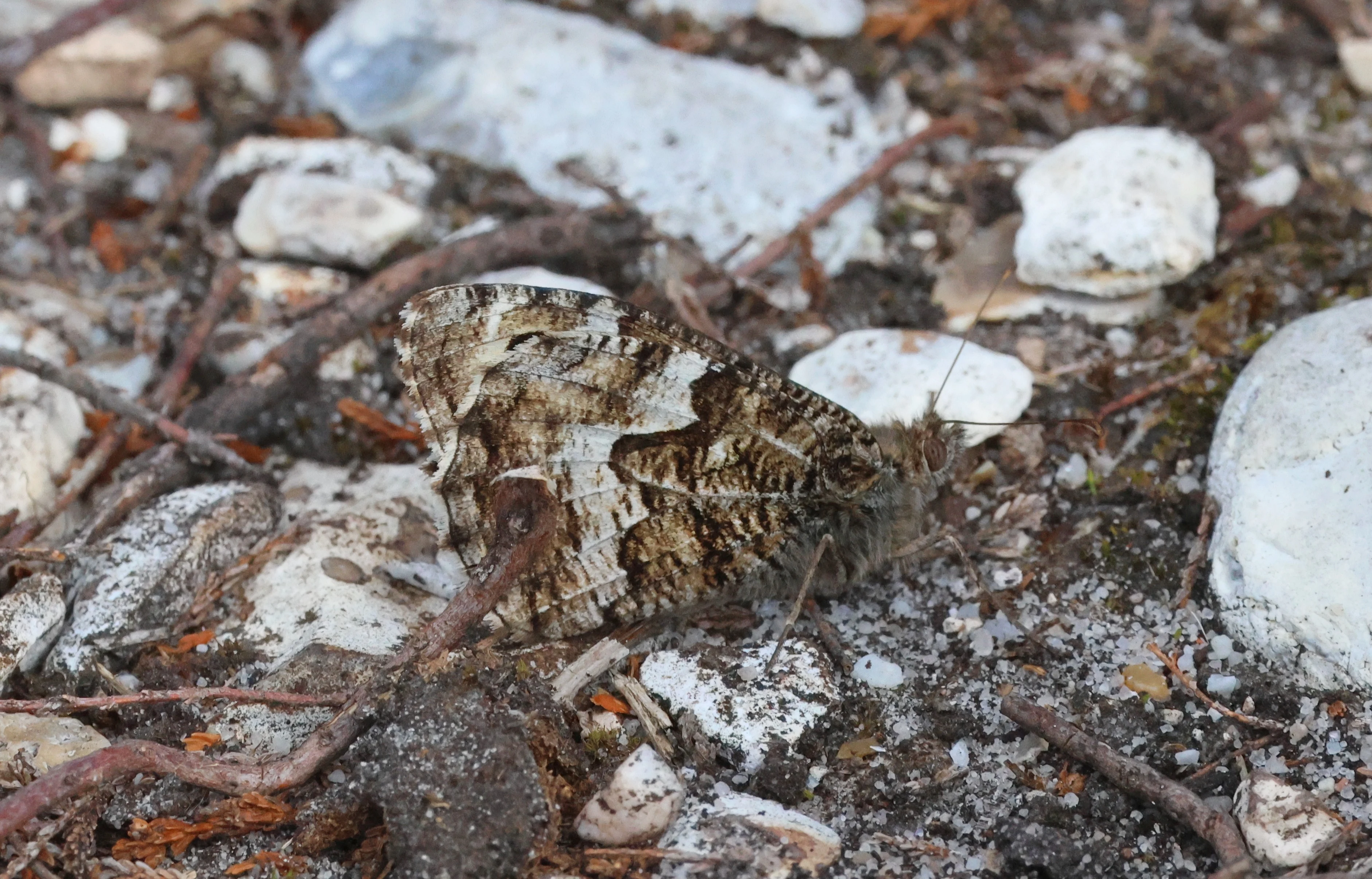Grayling, Beaulieu Heath, Beaulieu, New Forest, UK — photo by Adam Prugel-Bennett