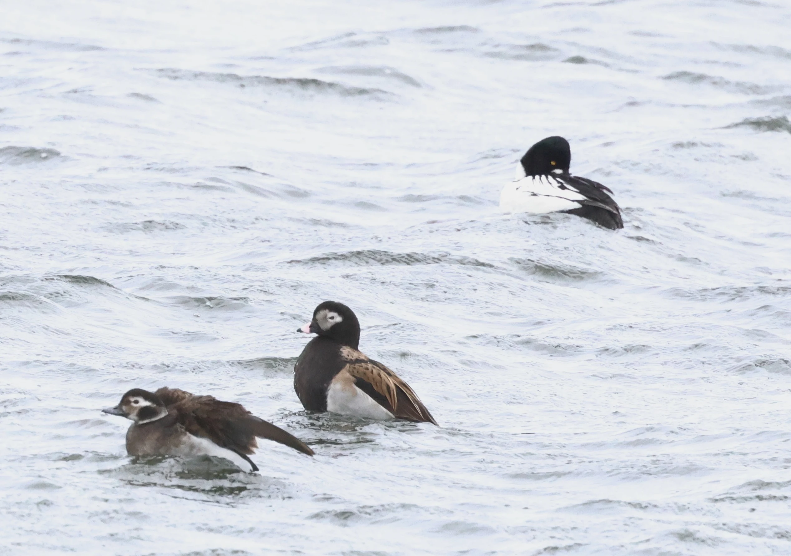 Long-tailed Duck, Mainland Orkney, Orkney, UK — photo by Adam Prugel-Bennett