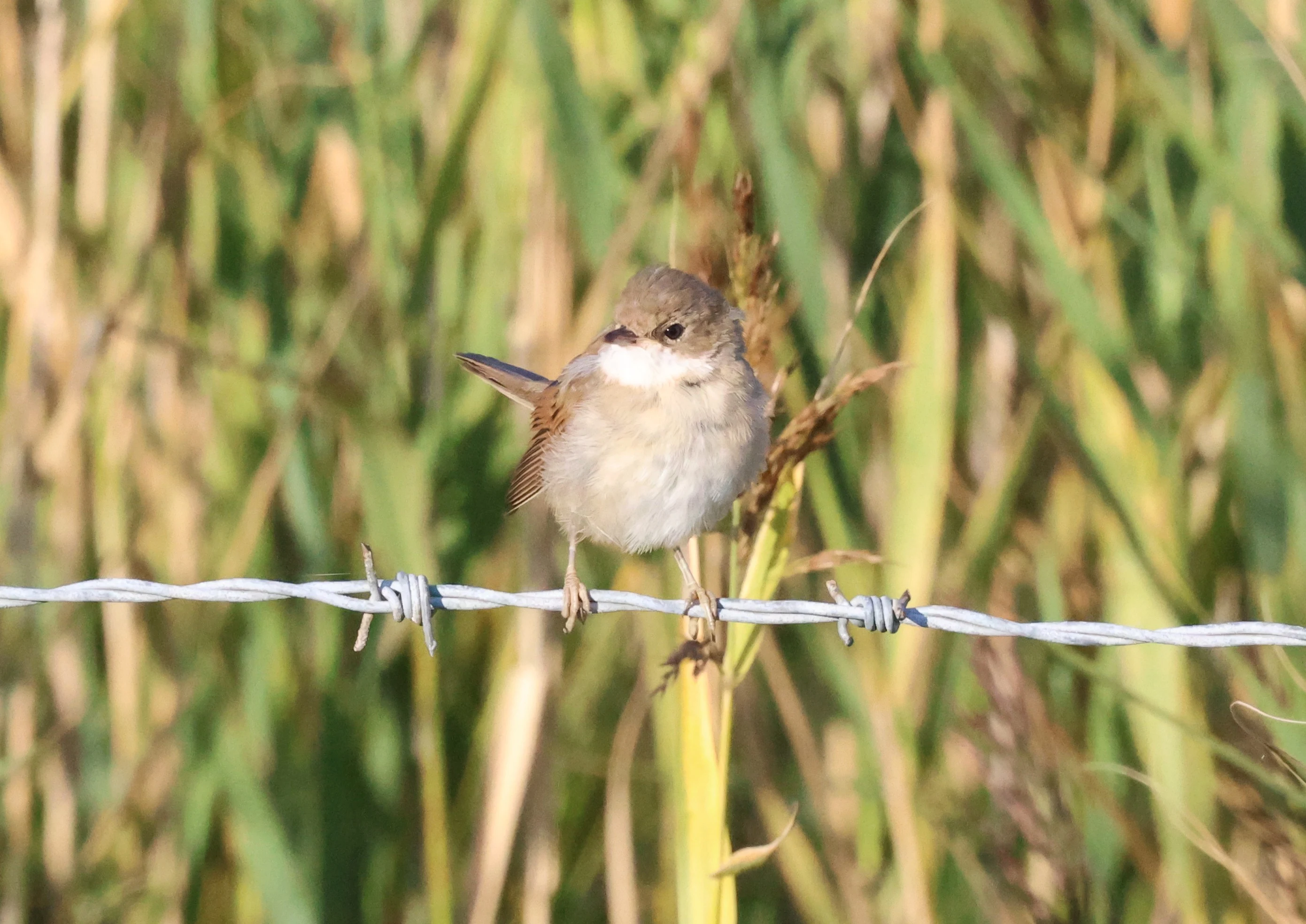 Common whitethroat, Lymington, New Forest, UK — photo by Adam Prugel-Bennett
