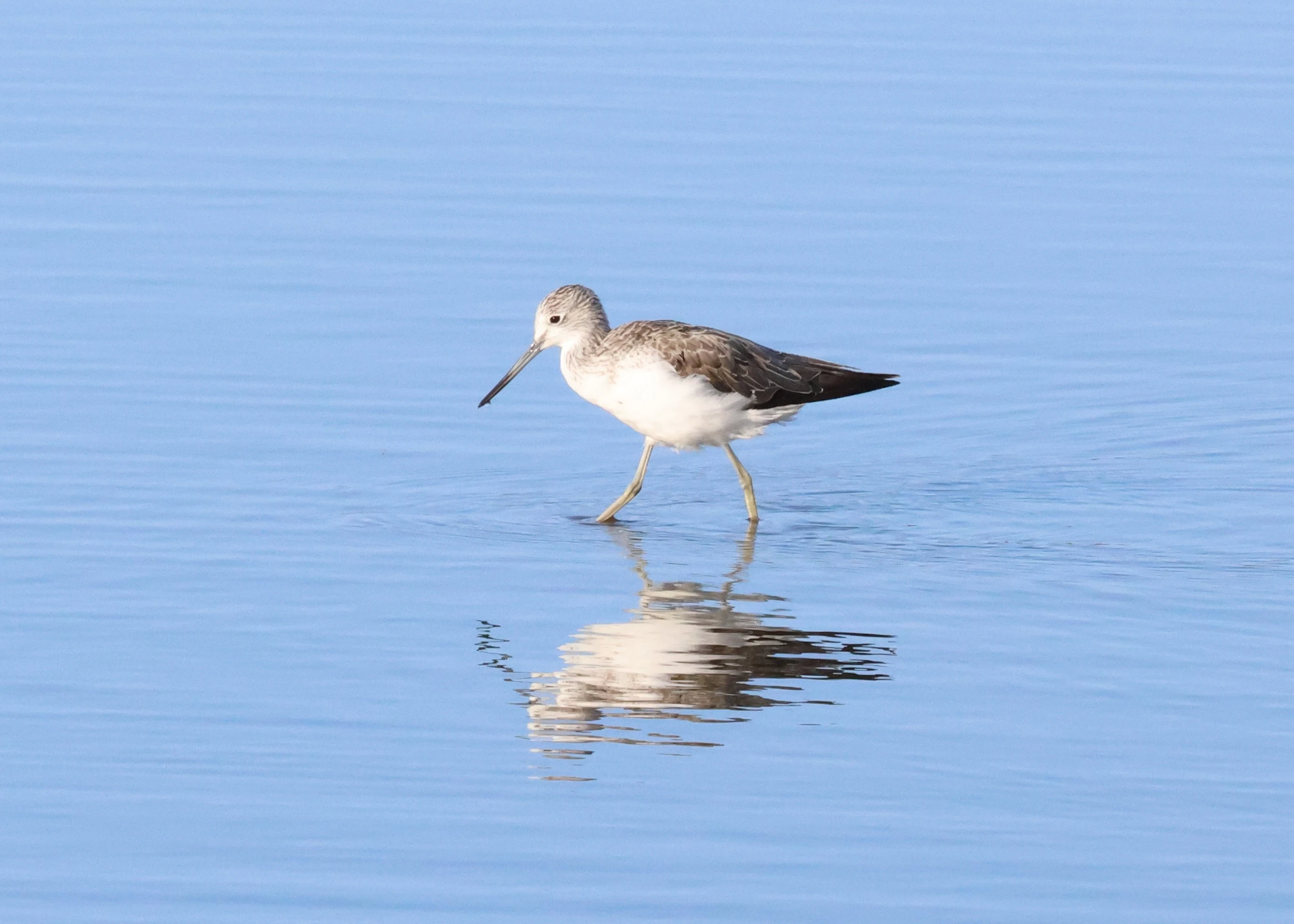 Greenshank, Lymington, New Forest, UK — photo by Adam Prugel-Bennett