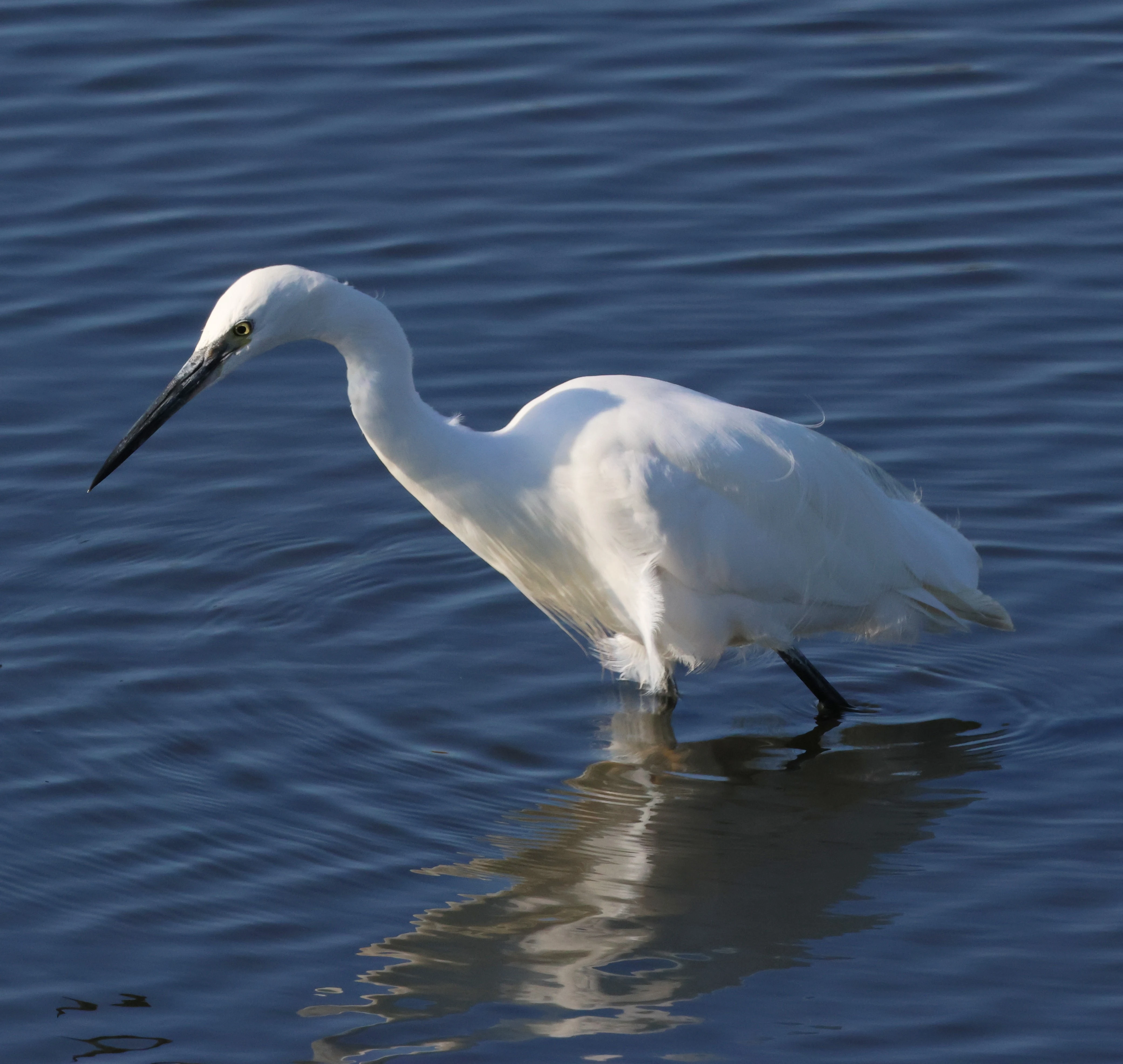 Little egret, Lymington, New Forest, UK — photo by Adam Prugel-Bennett