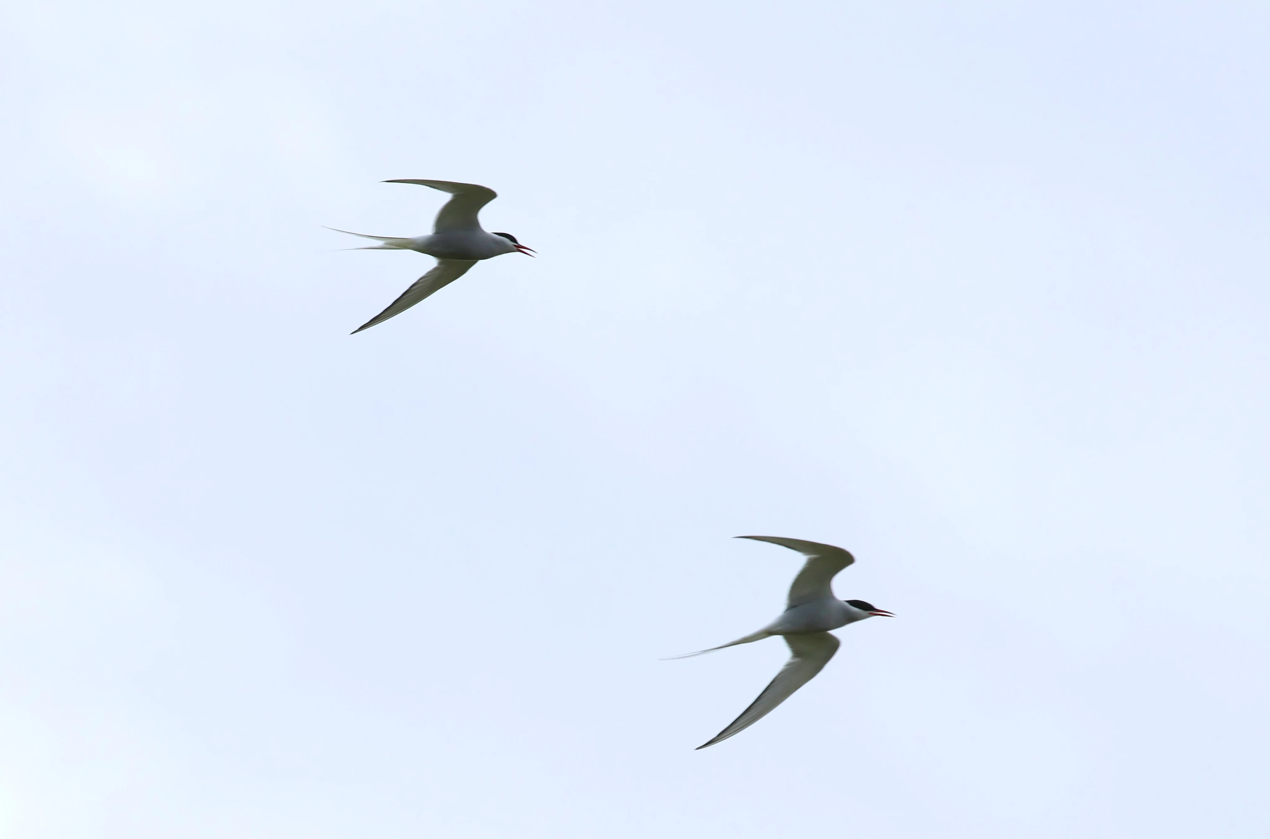 Arctic Terns, Mainland Orkney, Orkney, UK — photo by Adam Prugel-Bennett
