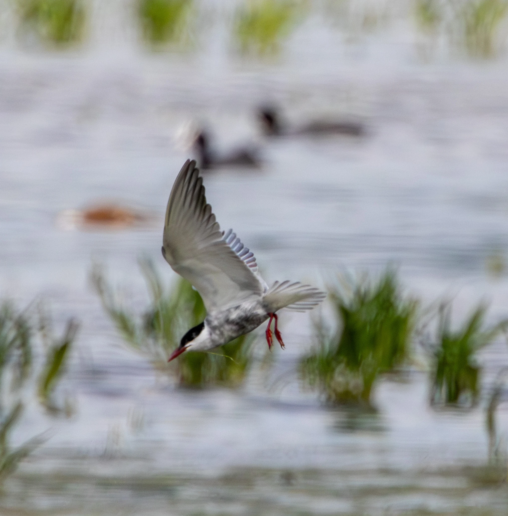 Whiskered Tern in flight, Danube Area, Romania — photo by Adam Prugel-Bennett