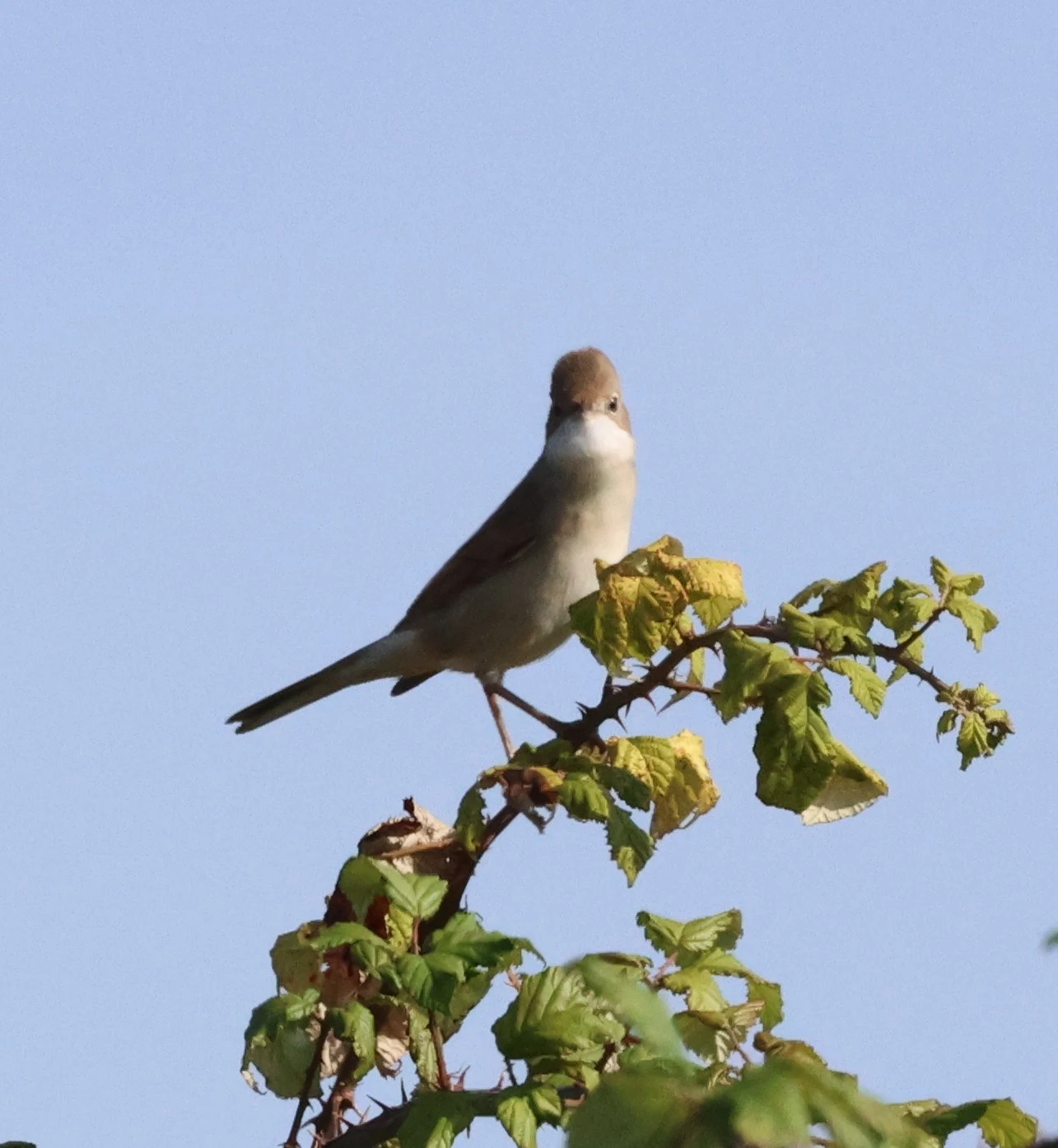 Common whitethroat, Lymington, New Forest, UK — photo by Adam Prugel-Bennett