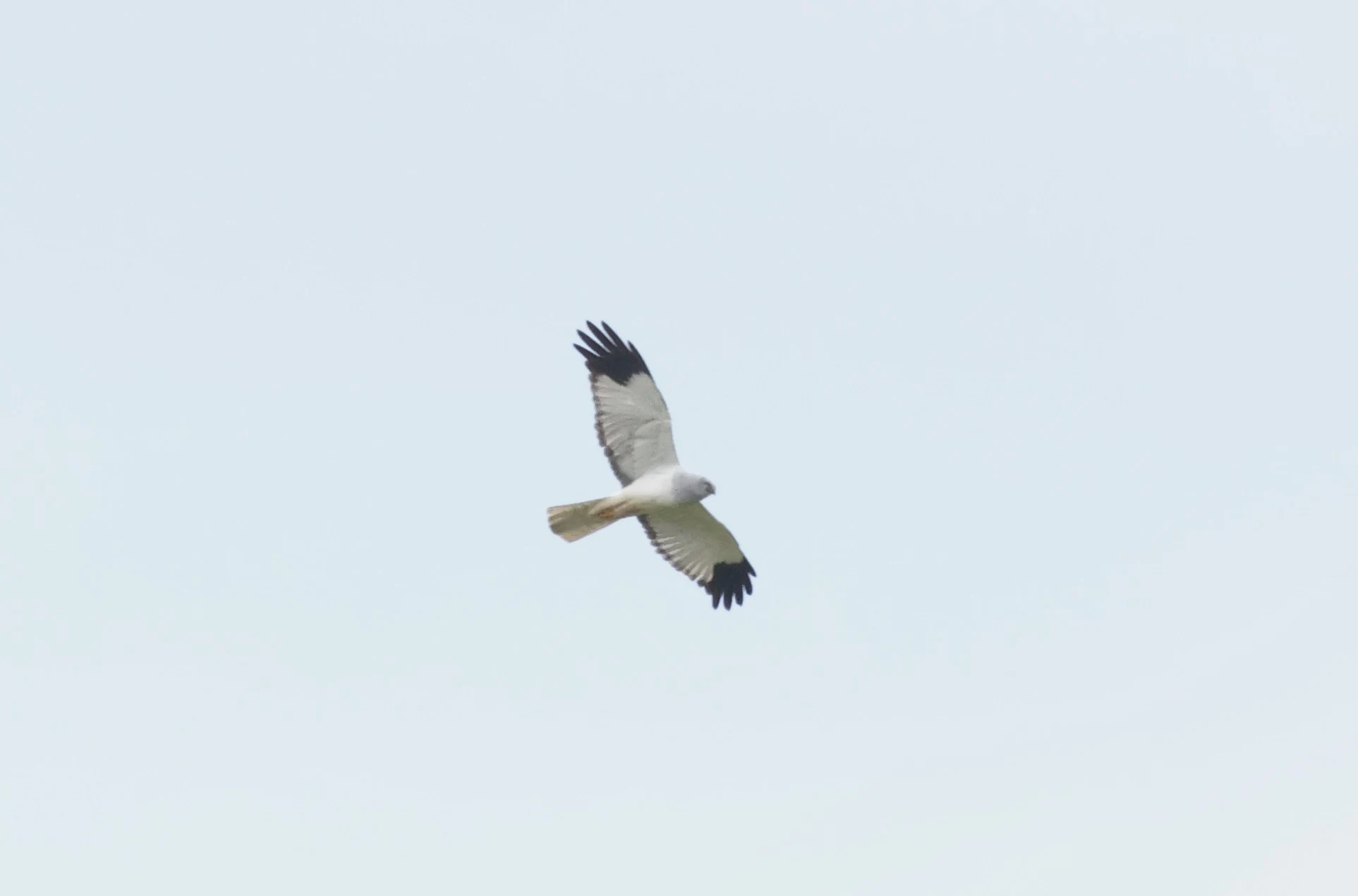 Male Hen Harrier, Mainland Orkney, Orkney, UK — photo by Adam Prugel-Bennett