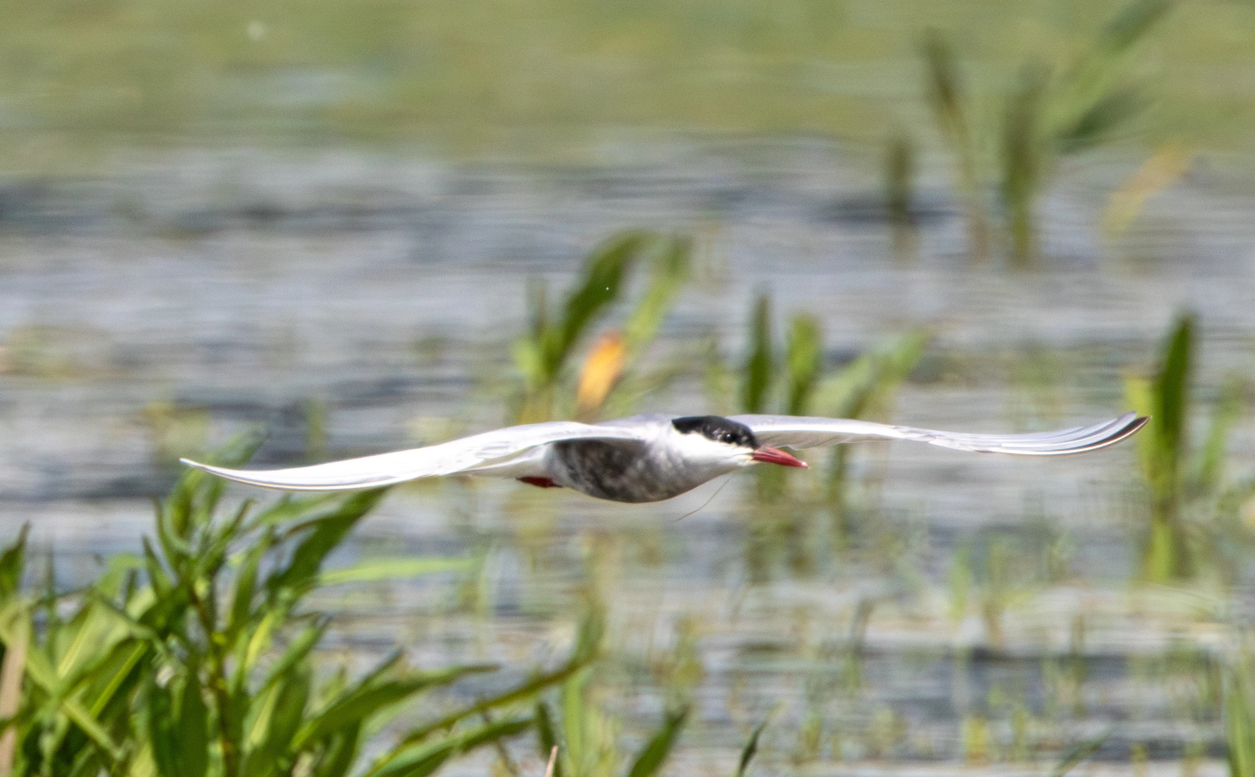 Whiskered Tern in flight, Danube Area, Romania — photo by Adam Prugel-Bennett