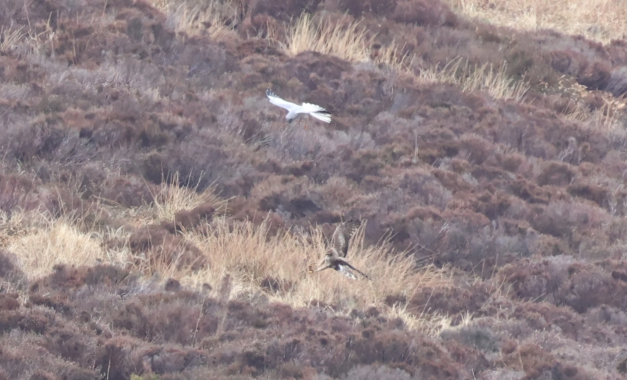 Hen Harrier food pass, Mainland Orkney, Orkney, UK — photo by Adam Prugel-Bennett