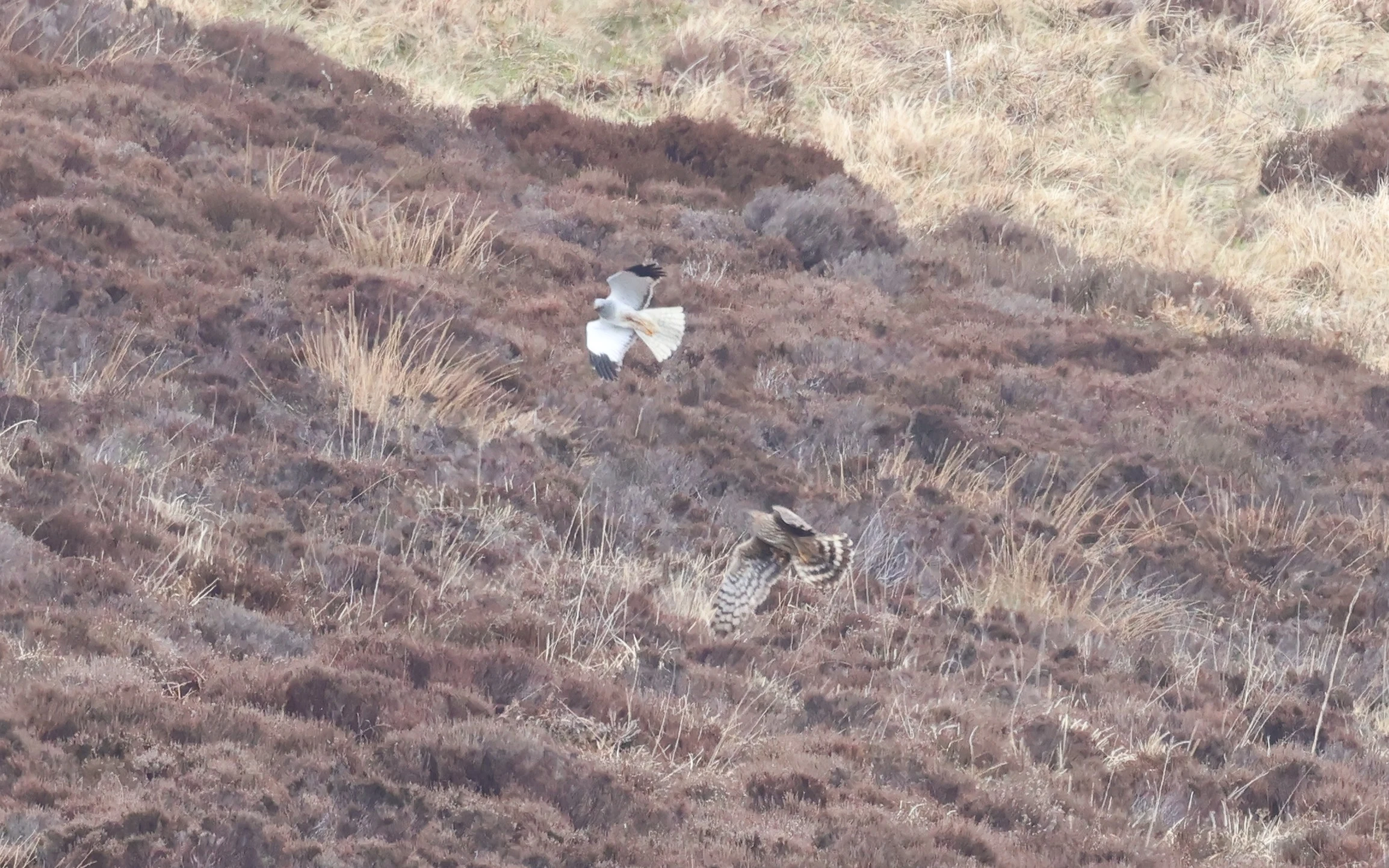 Male and Female Hen Harrier, Mainland Orkney, Orkney, UK — photo by Adam Prugel-Bennett